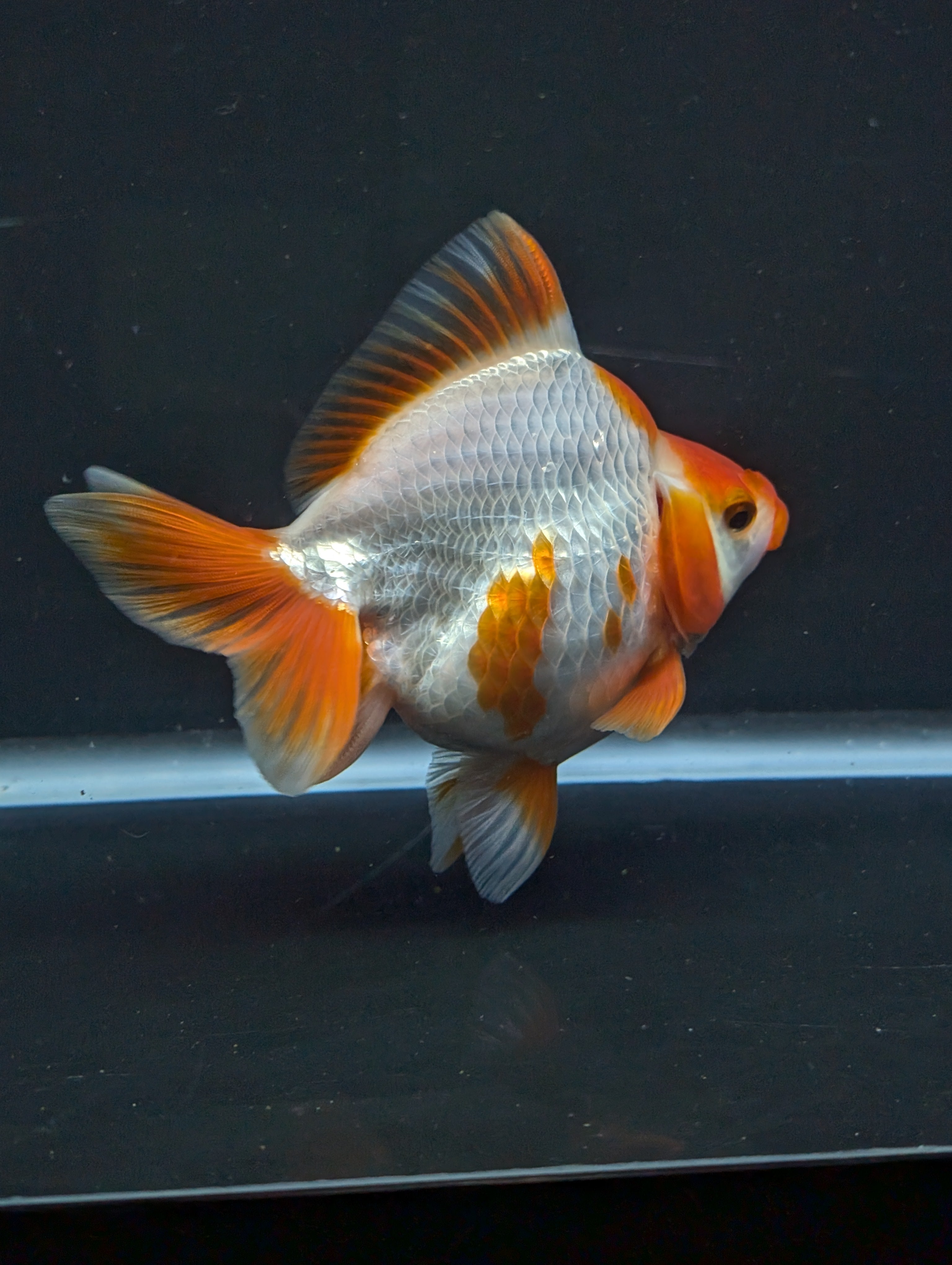 Jumbo Ryukin Short Tail Red White 4.5" in. ID#828STR5B-001