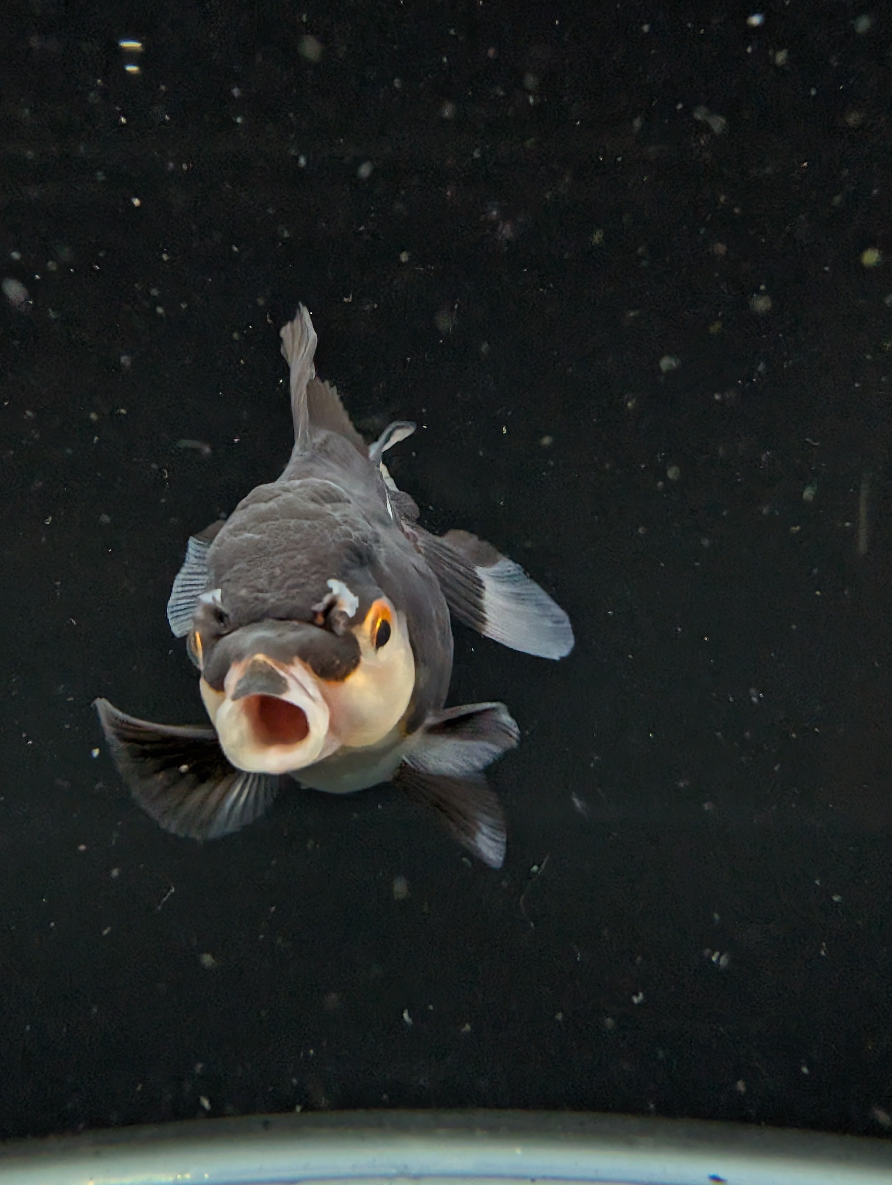 Thai Juvenile Oranda Panda 3"-3.5" in.  ID#626T1A-003