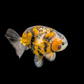 Thai Jumbo Ranchu *Special Color Tiger Calico 5" - 5.5" in. ID#116R4B-06