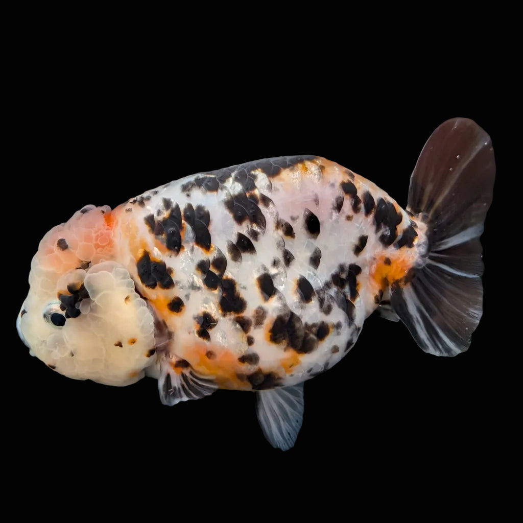 Jumbo Ranchu Milk Cow Calico 4.5"-5" in. ID#814R8A-021