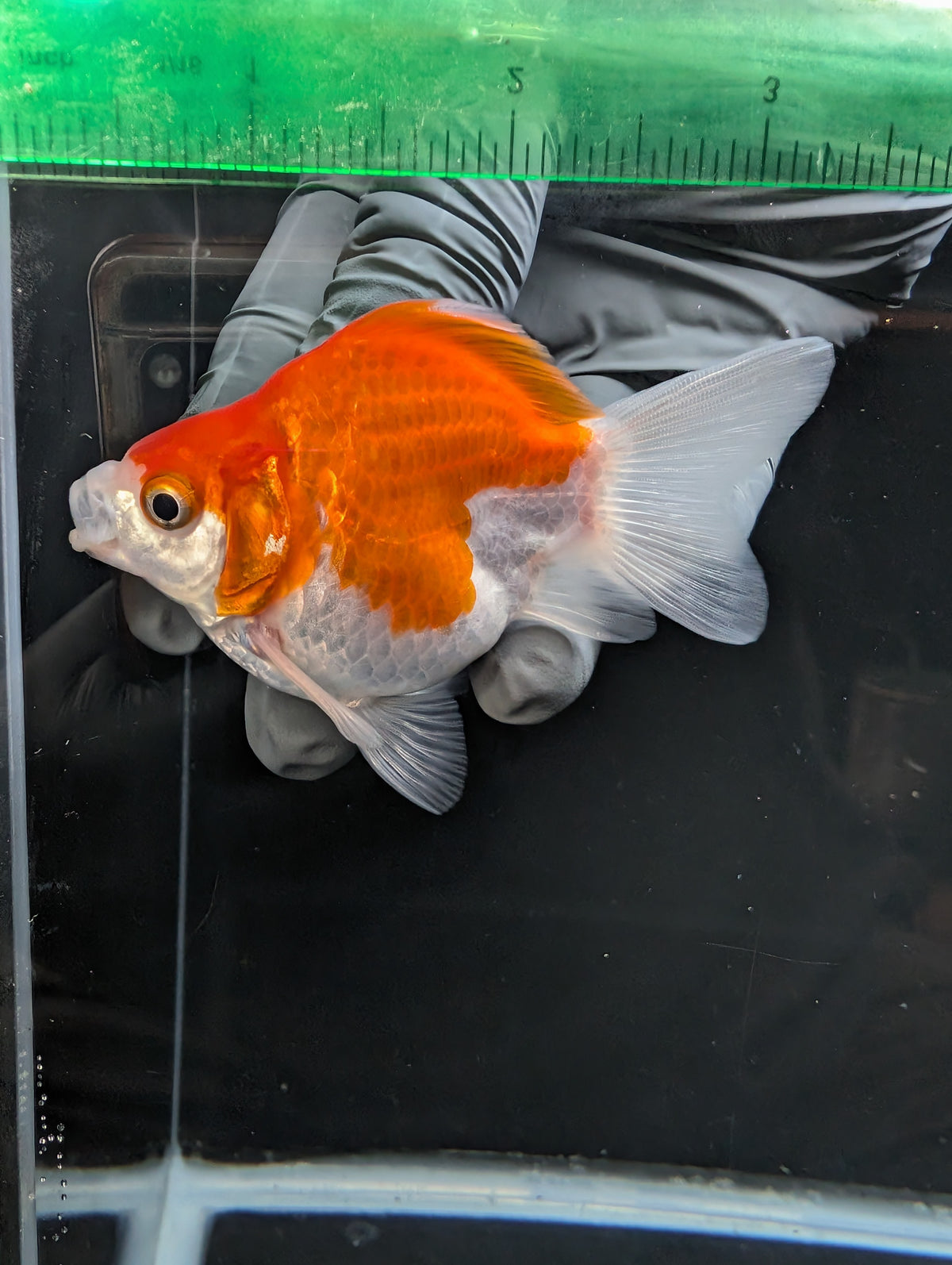 Tamasaba Red White 3.5"in. ID#1023TM1B-031