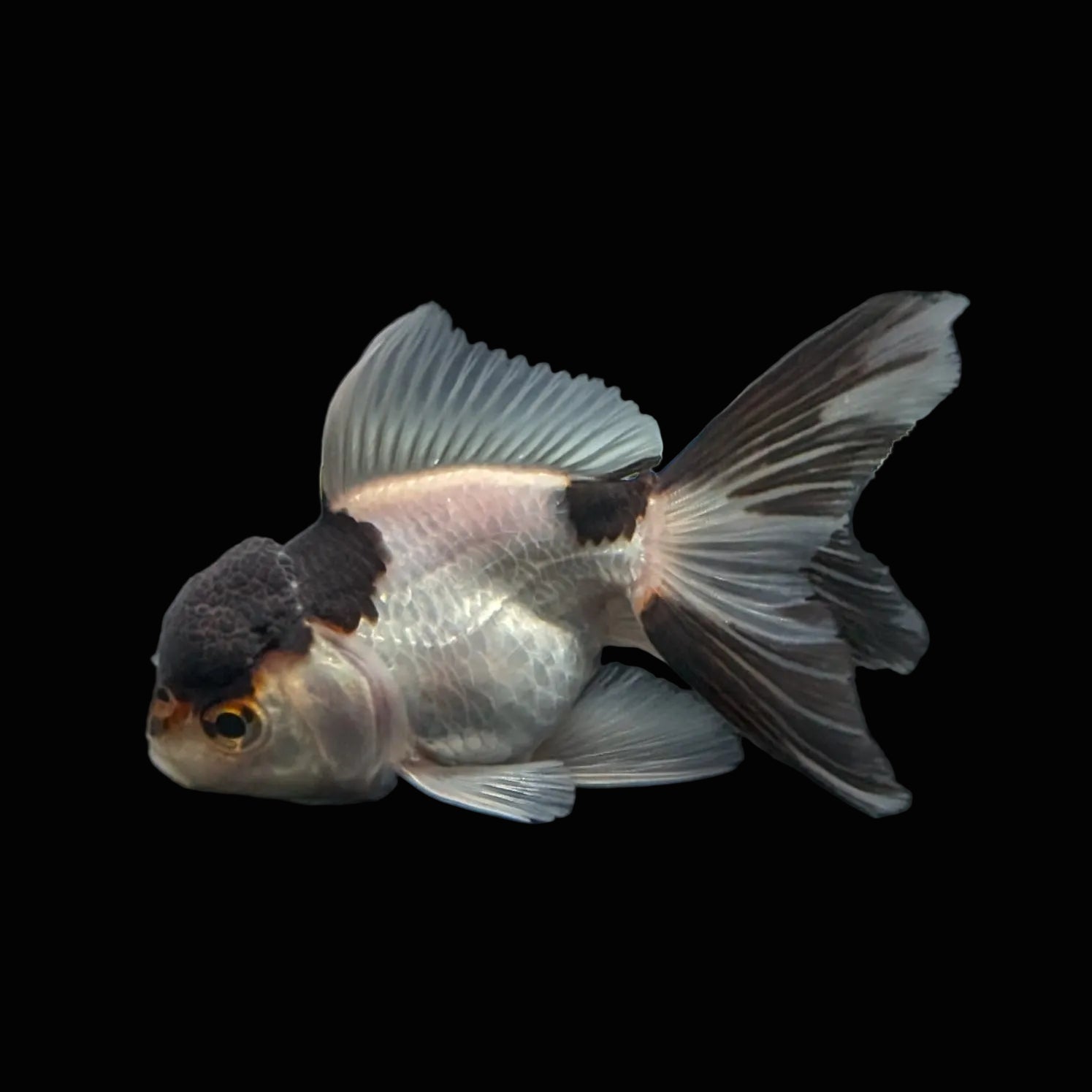 Juvenile Thai Oranda Panda 3"in.  ID#821T1A-022