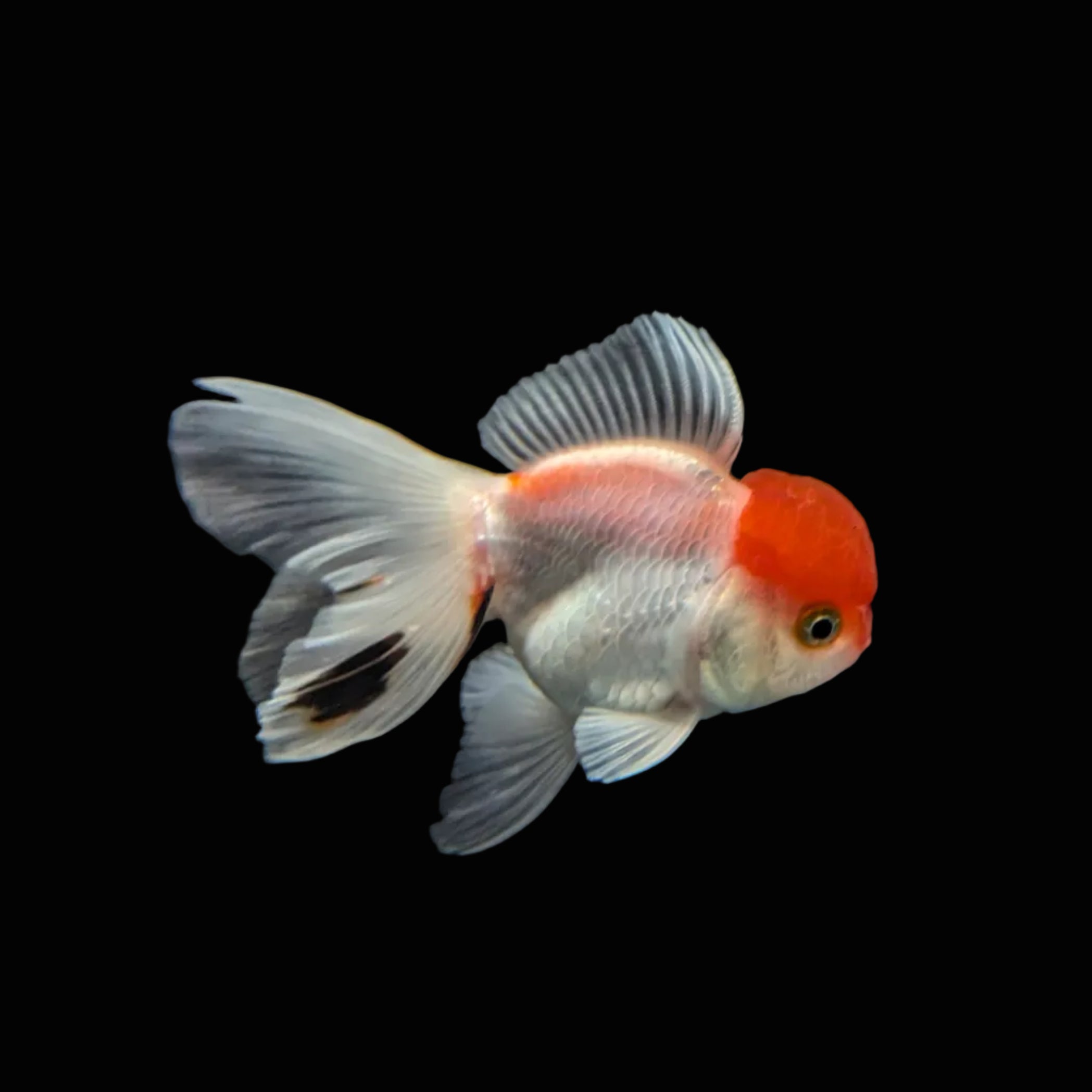 Juvenile Oranda Red Cap 3.5"-4" in.  ID#320T13b-015