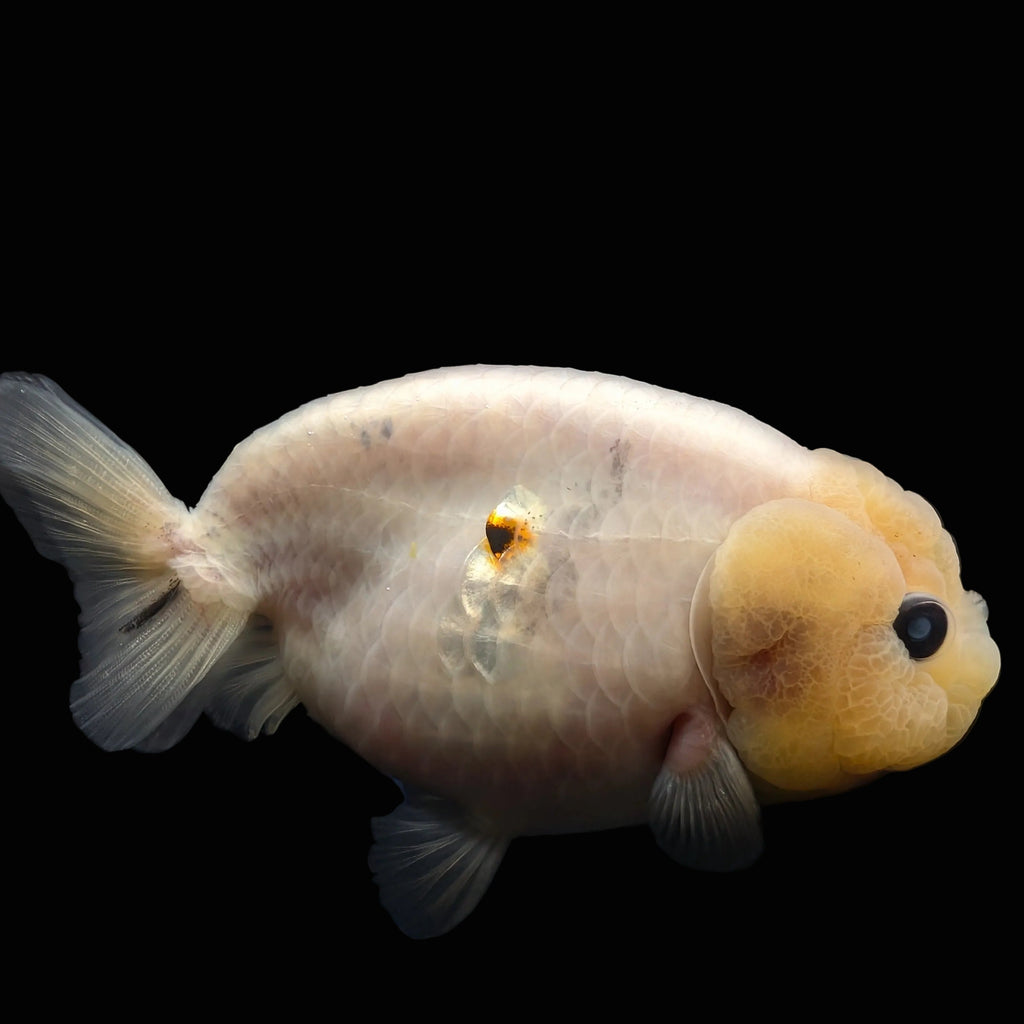 Jumbo Ranchu Pearl White 4" in. ID#626R8A-001 Please See Notes.