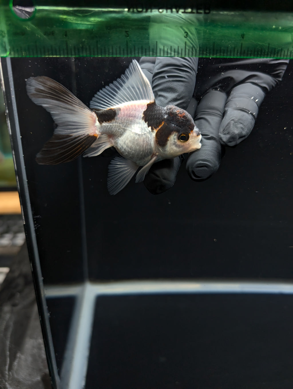 Juvenile Thai Oranda Panda 3"in.  ID#821T1A-022