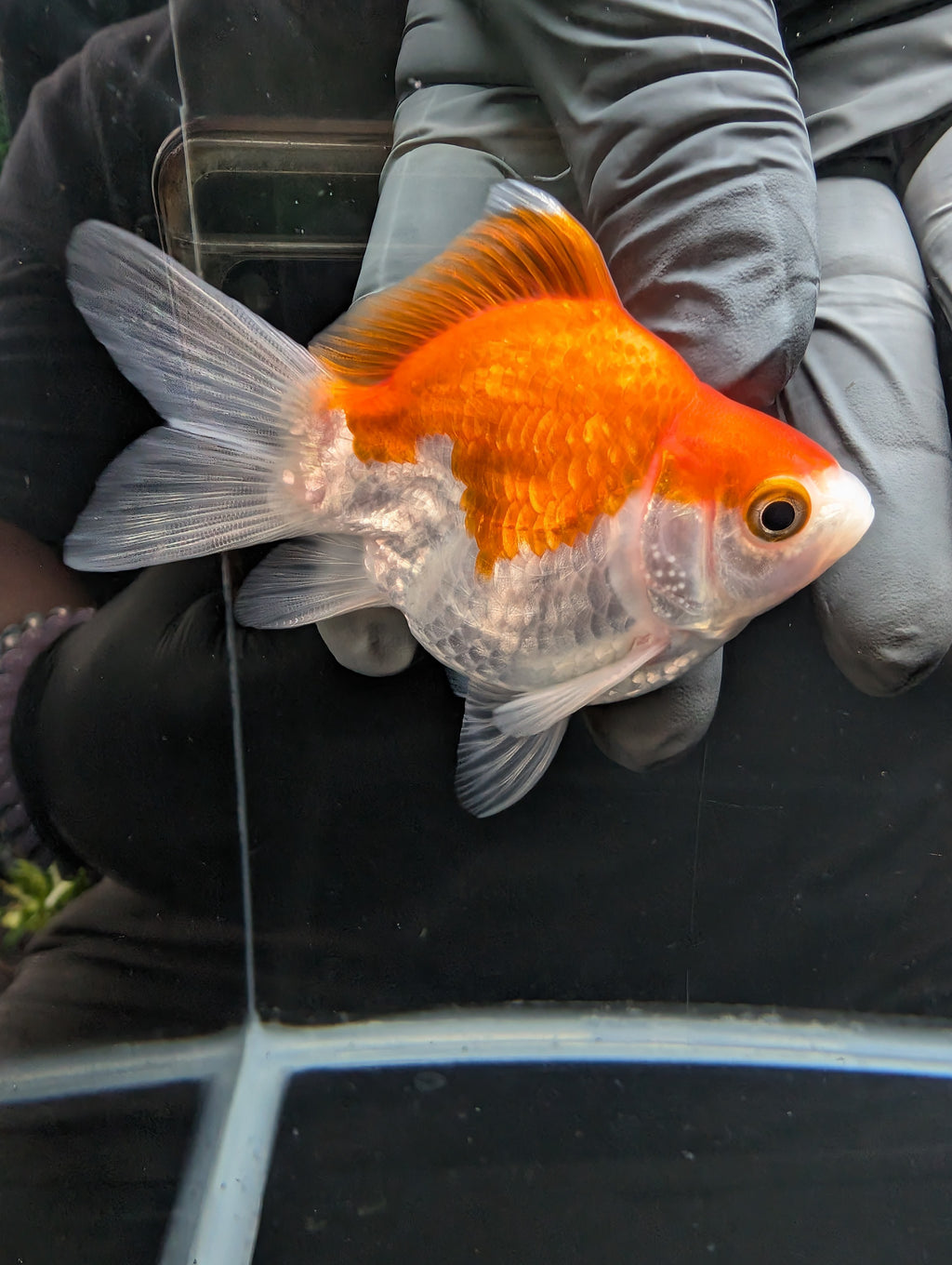 Tamasaba Red White 3.5"in. ID#1023TM1B-031
