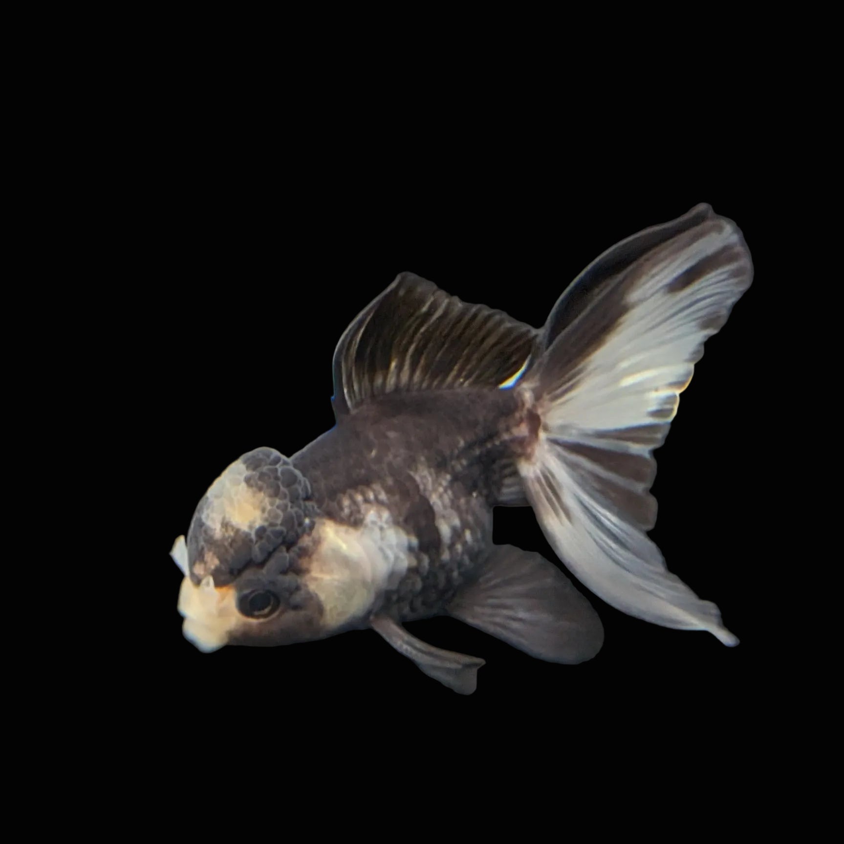 Juvenile Thai Oranda Panda 3"in.  ID#821T1A-023