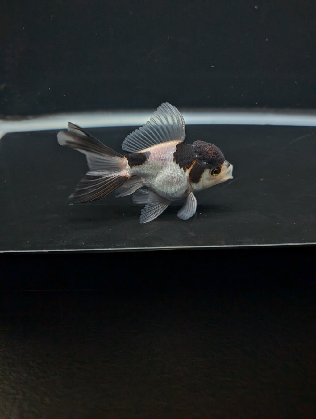 Juvenile Thai Oranda Panda 3"in.  ID#821T1A-022