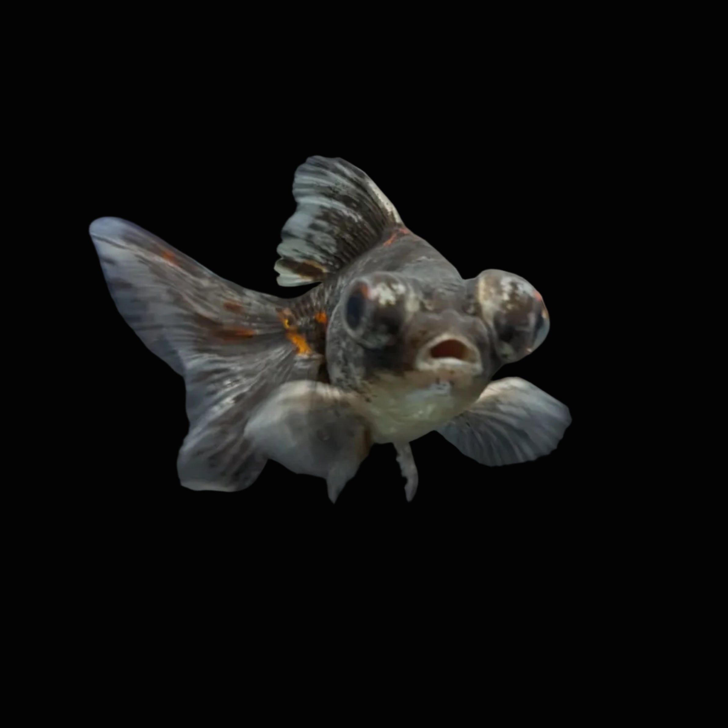 Telescope Butterfly Kirin Calico 3.5"-4" in. ID#612B6B-058