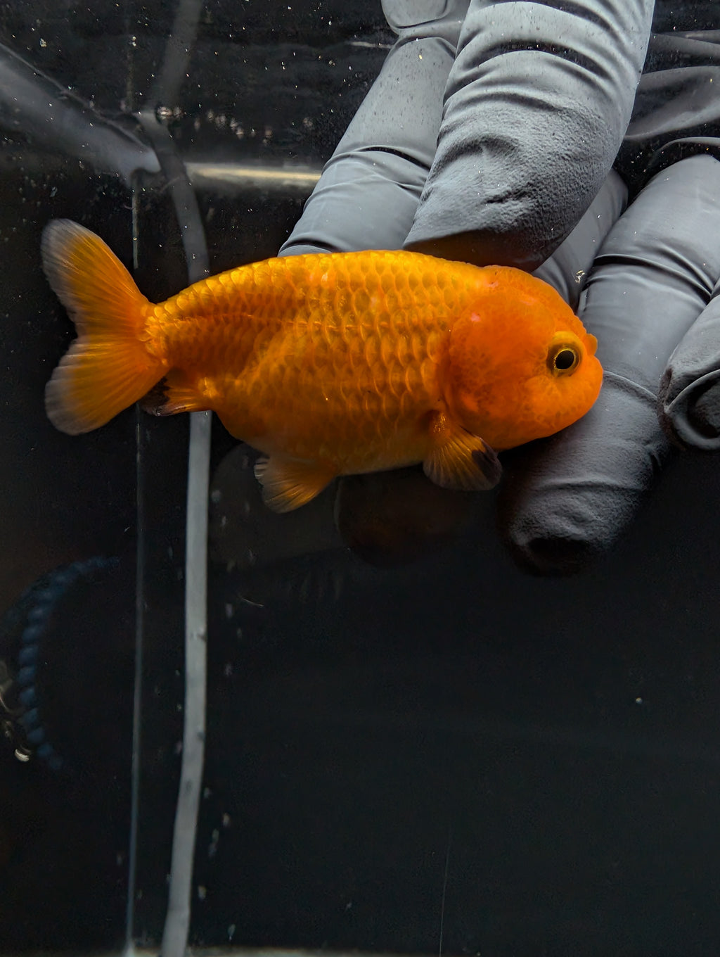 Baby Ranchu Red White 2.5"-3" in. ID#529R4A-055