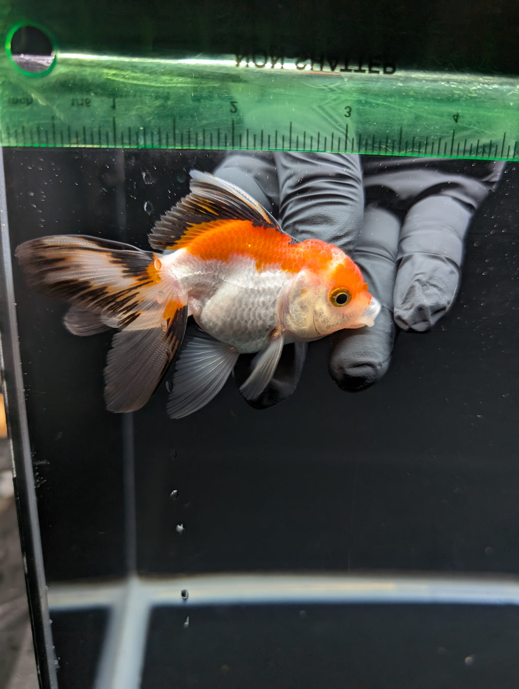 Juvenile Thai Oranda Tricolor 3"in.  ID#821T1A-021