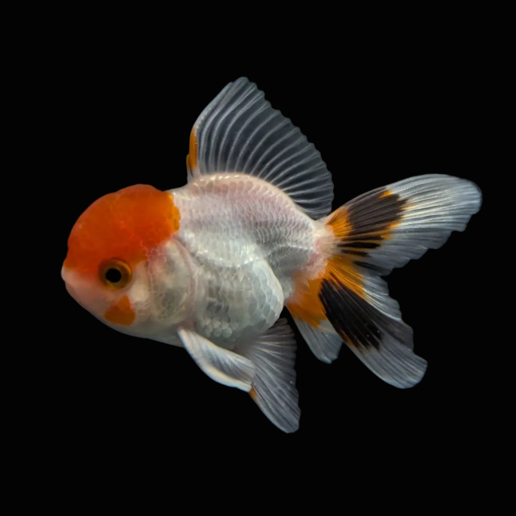 Juvenile Oranda Red Cap 3.5"-4" in.  ID#320T13b-005