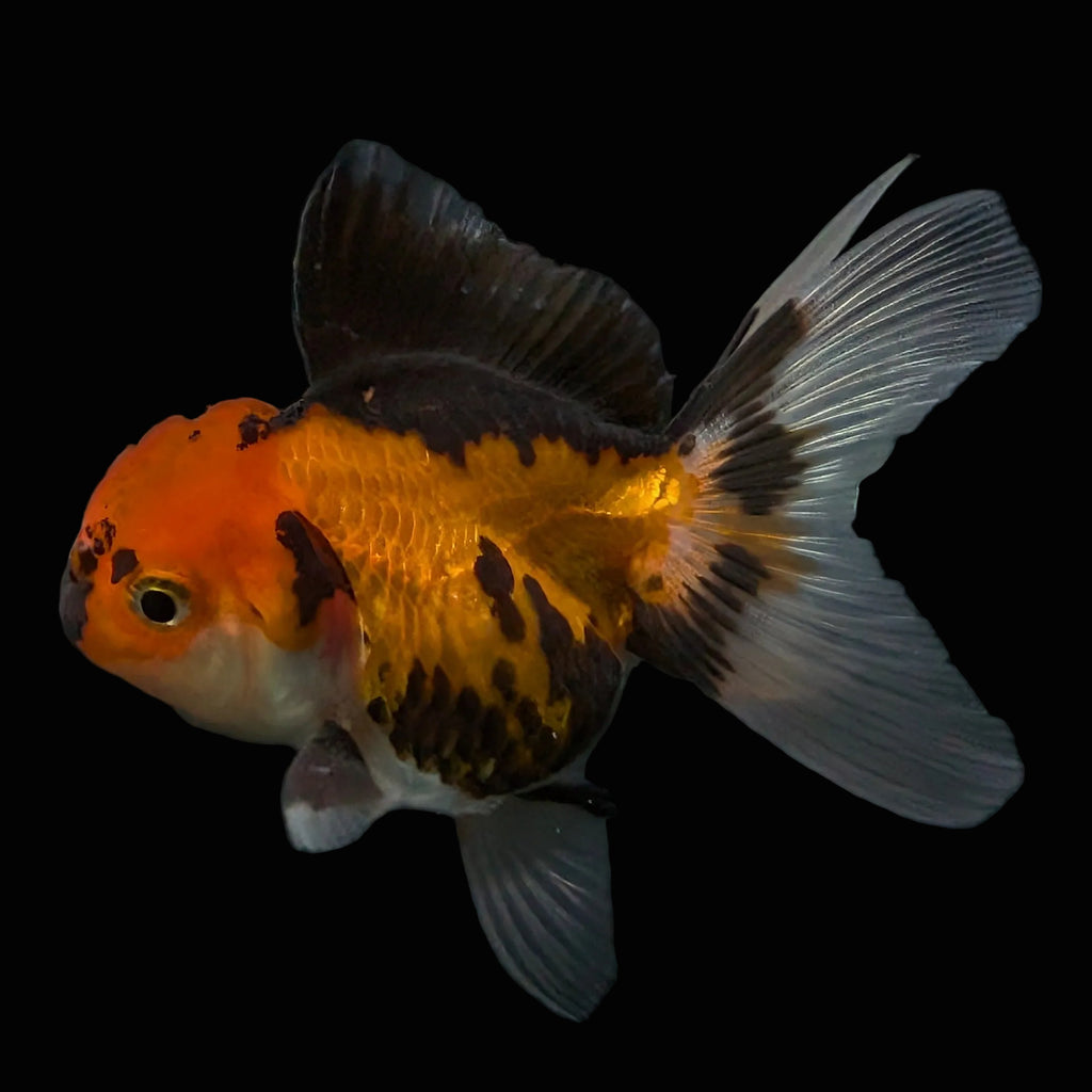Thai Juvenile Oranda Tricolor 3"-3.5" in.  ID#626T1A-008