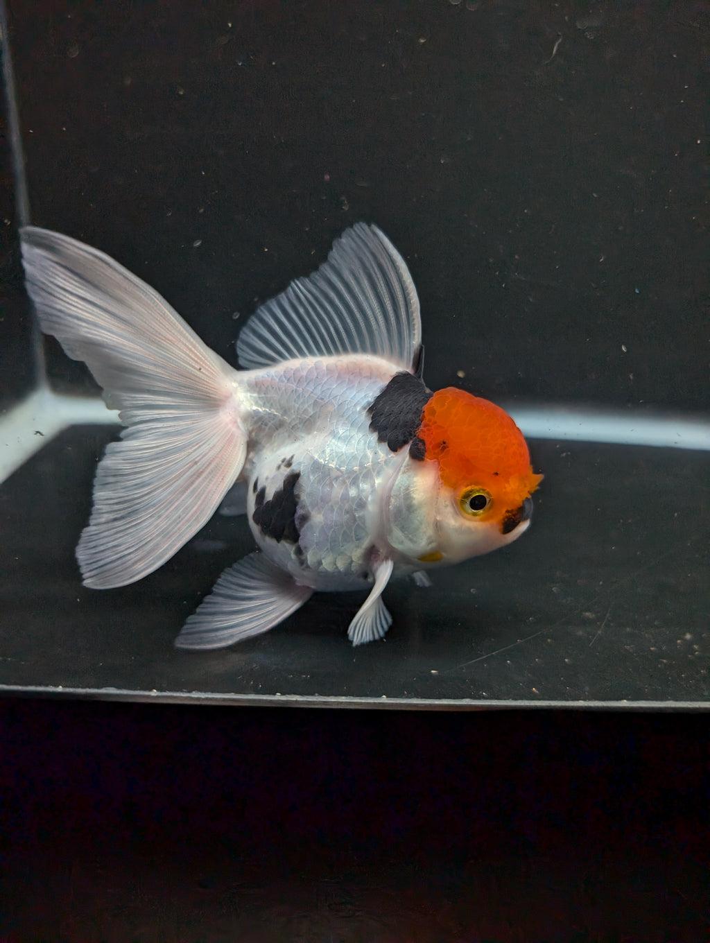 Thai Oranda Tricolor 4"-4.5"in.  ID#1016T1A-006
