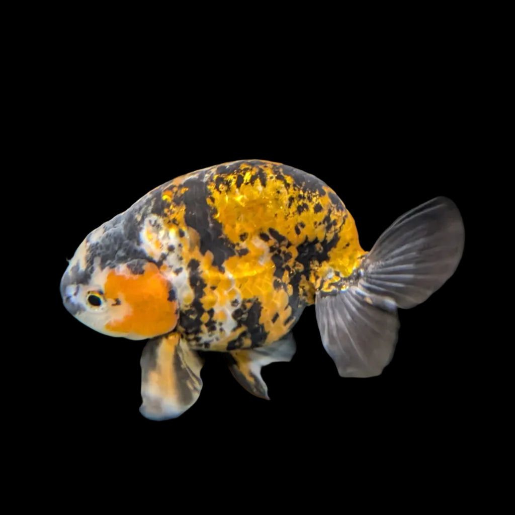 Thai Jumbo Ranchu *Special Color Tiger Calico 5" - 5.5" in. ID#116R4B-06