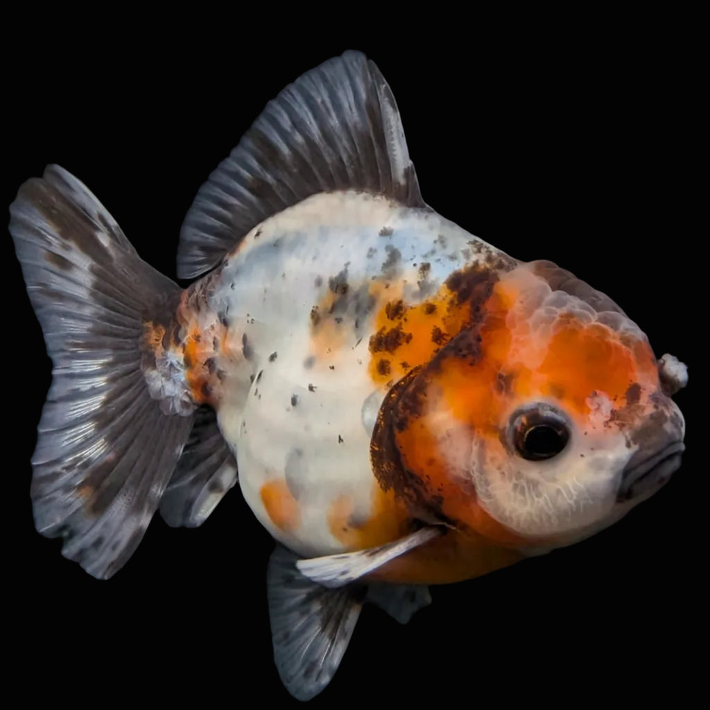 Thai Oranda Shogun Calico 4" in. ID#626SG7A-005