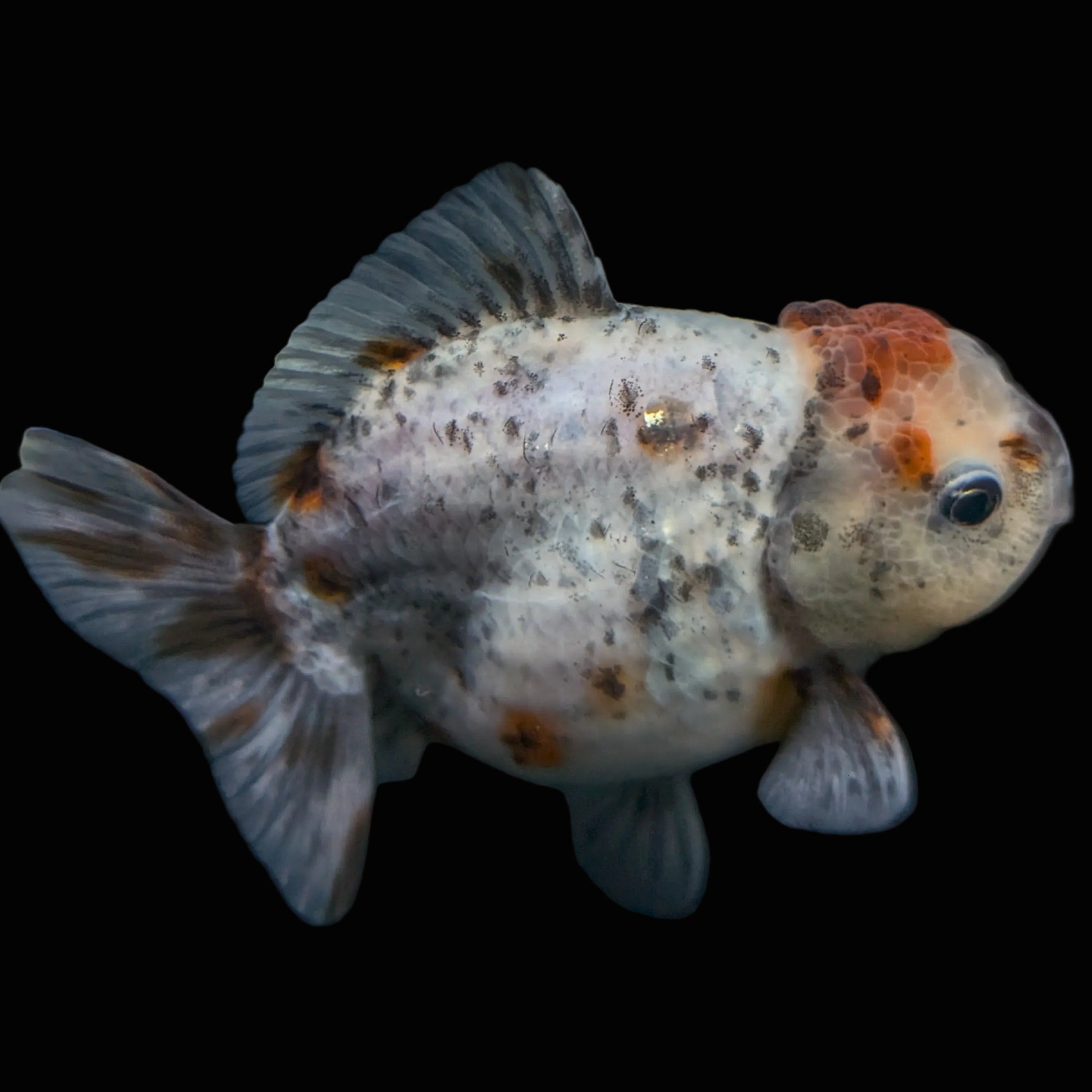 Thai Oranda Shogun Calico 4" in. ID#703SG7A-010