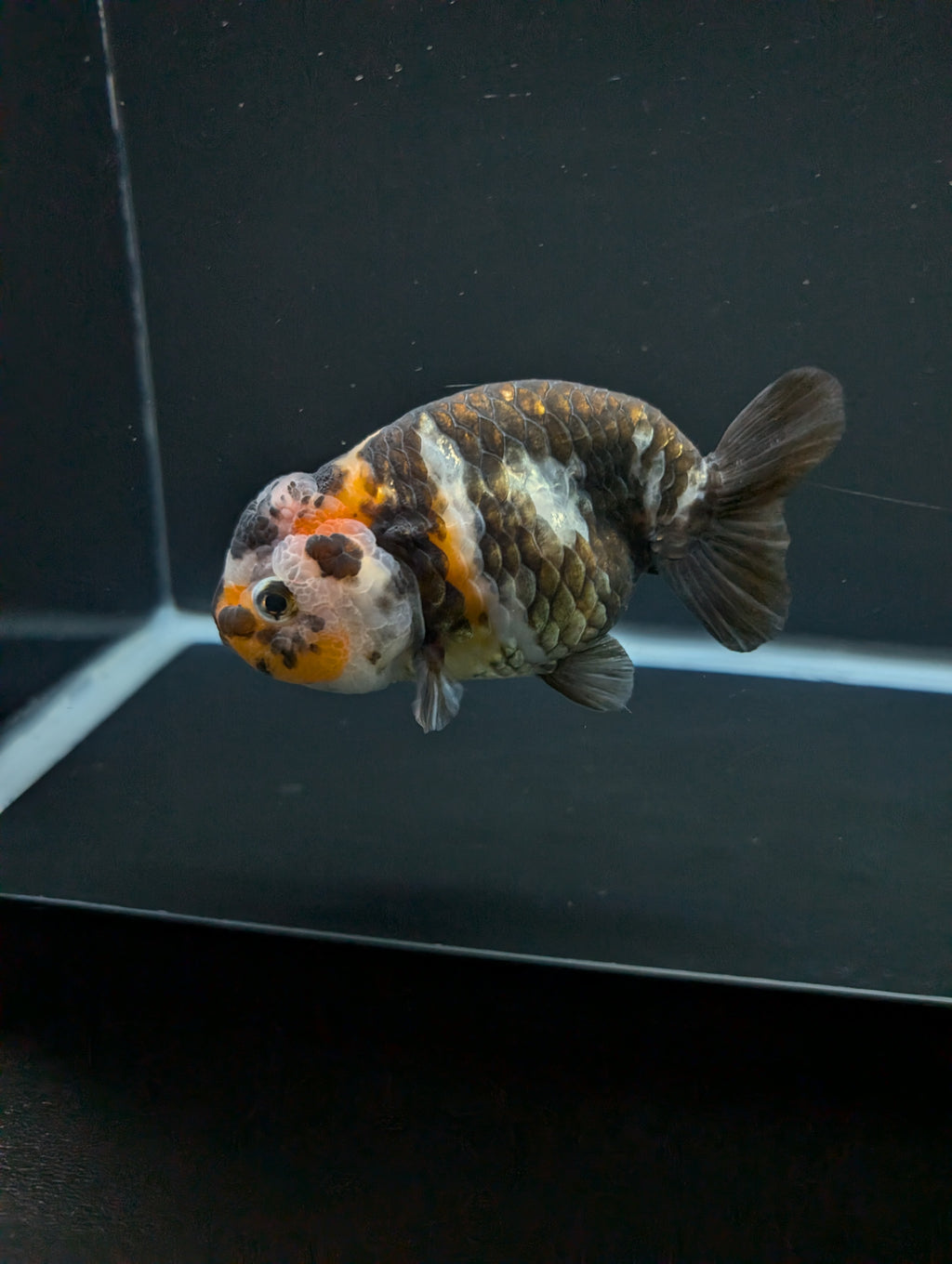 Jumbo Ranchu Heavy Ink Calico 4"-4.5" in. ID#918R8A-072