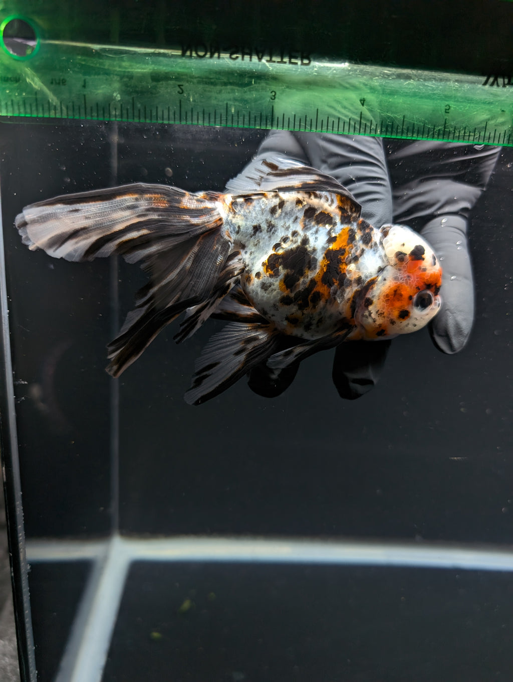 Calico Oranda 5"in. ID#821LB2A-63