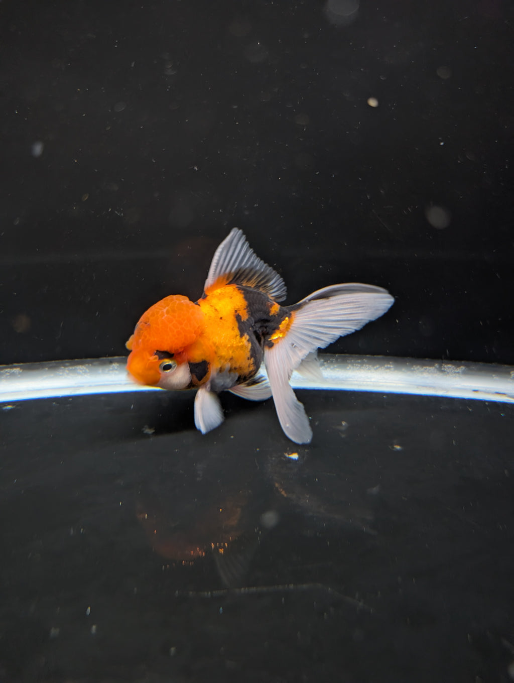 Thai Oranda Tricolor 4"-4.5"in.  ID#1023T1A-025