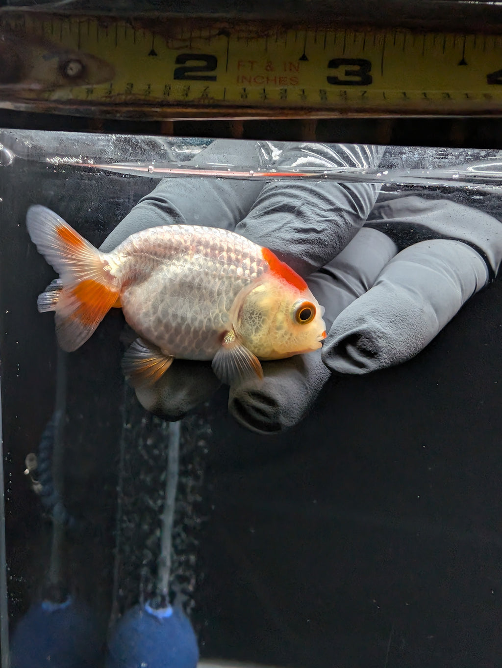 Baby Ranchu Red White 2.5"-3" in. ID#612R4A-084