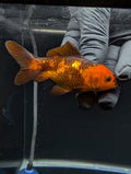 Juvenile Oranda Red Black 3"-3.5"in.  ID#529T1A-053