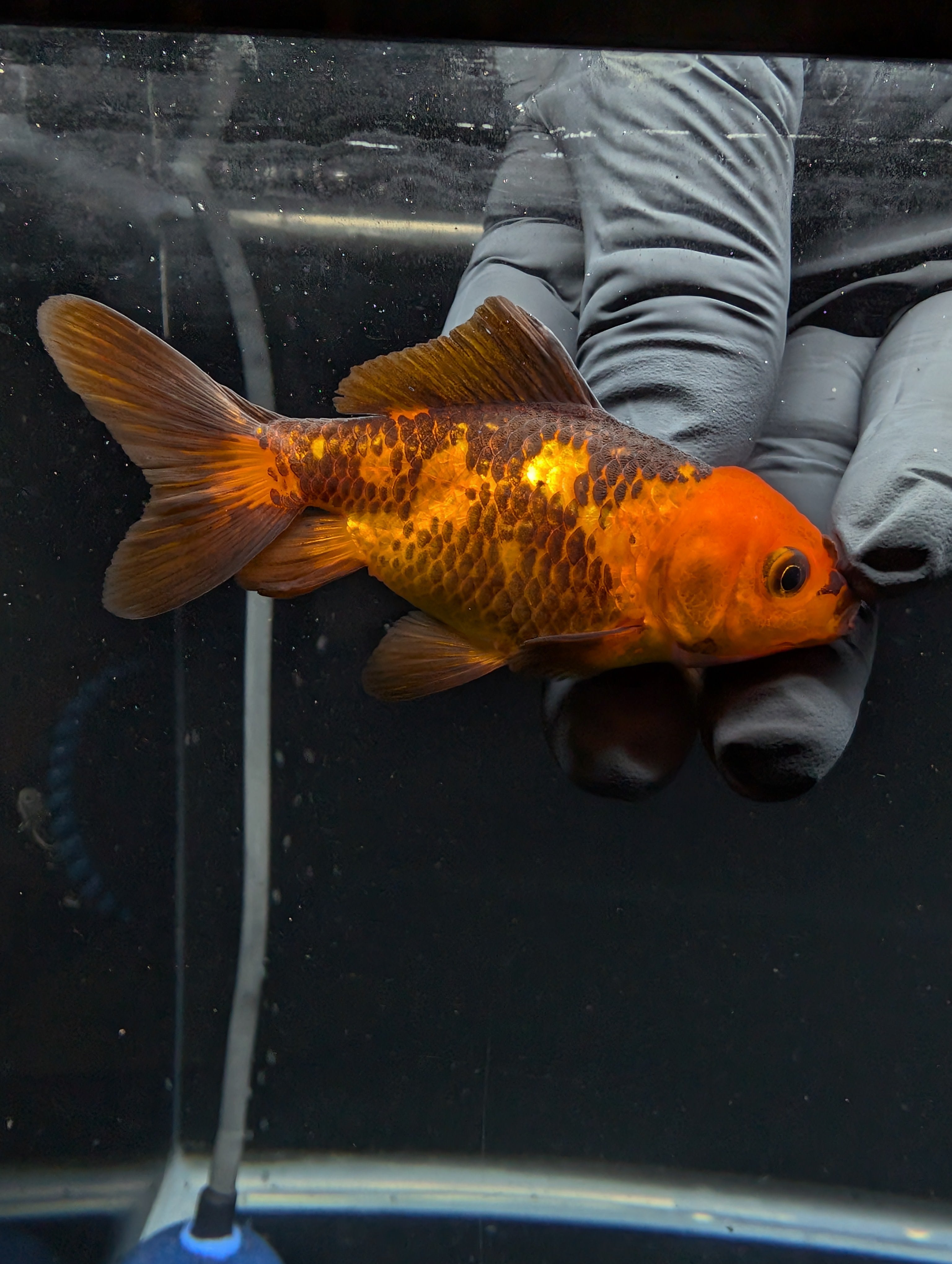 Juvenile Oranda Red Black 3"-3.5"in.  ID#529T1A-053