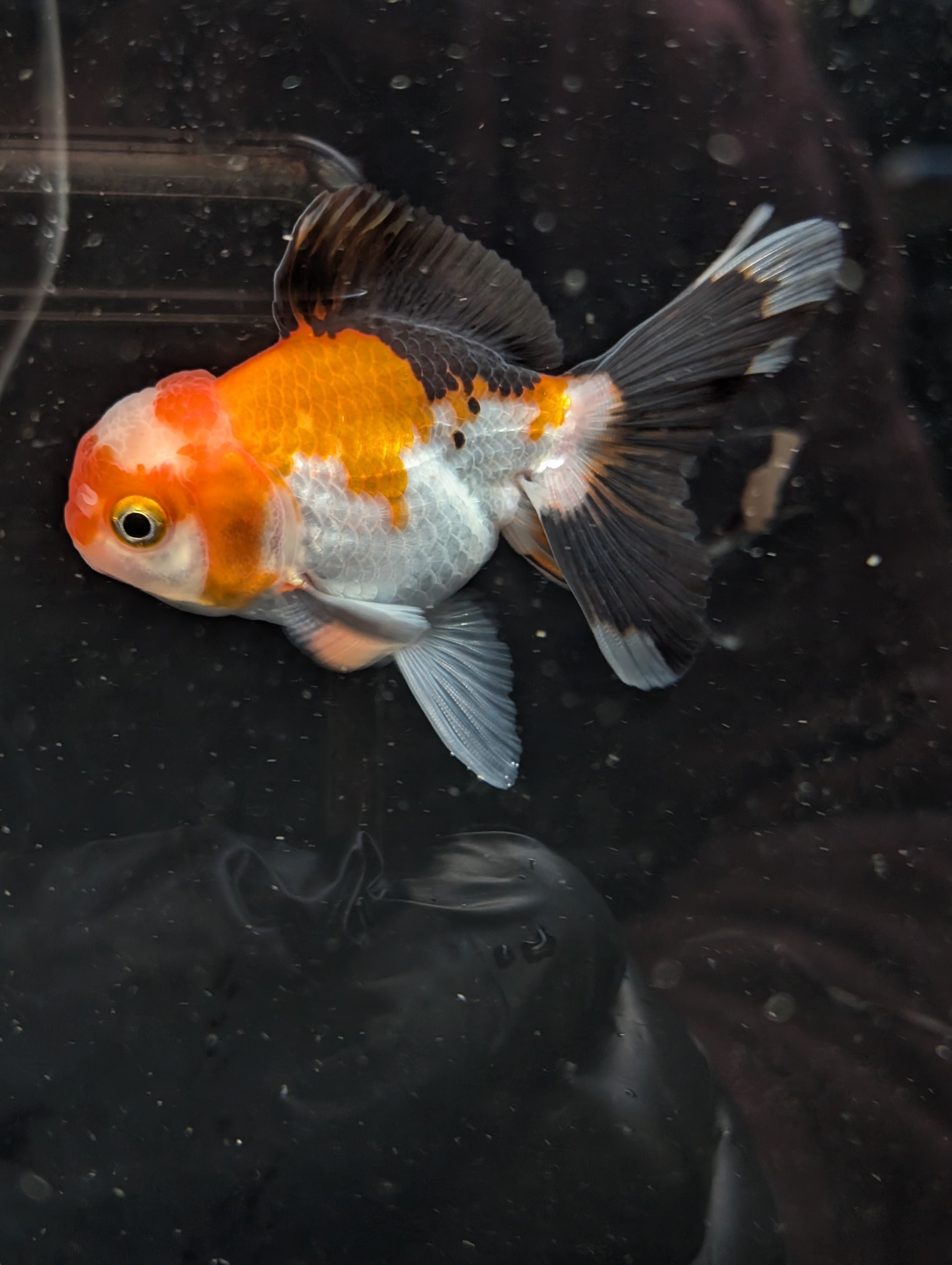 Juvenile Oranda Tricolor 3.5"-4" in.  ID#410T8A-018