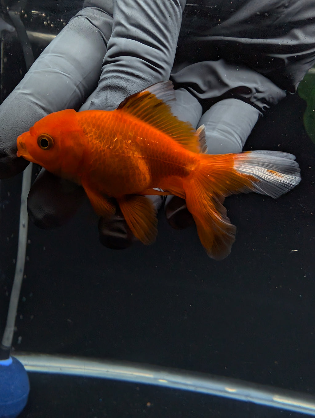 Juvenile Oranda Red Black 3"-3.5"in.  ID#529T1A-060