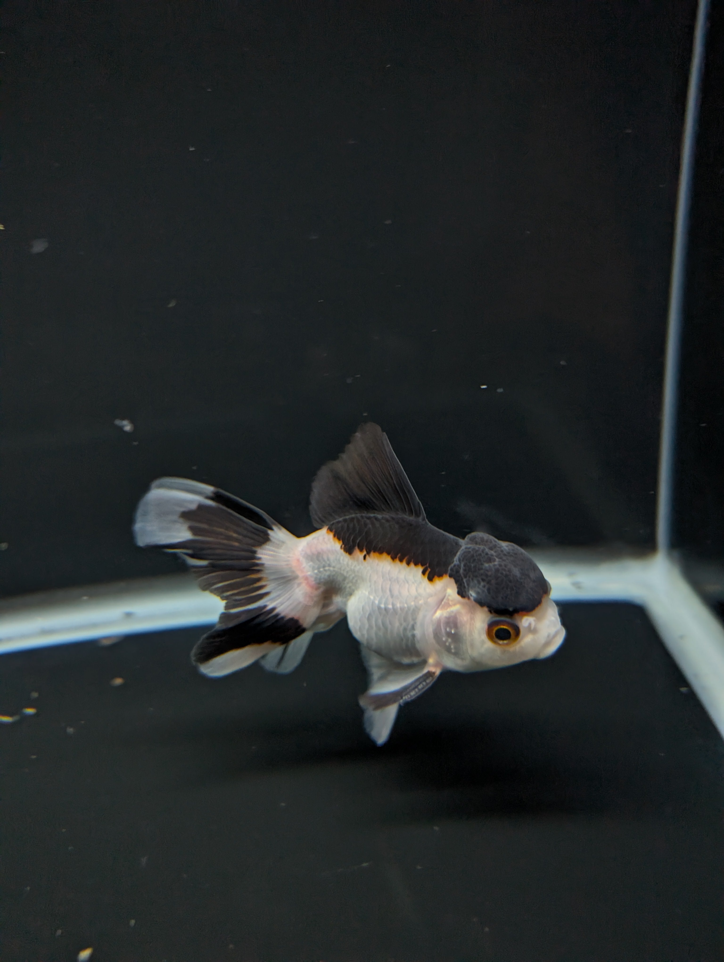 Juvenile Oranda Panda 3.5"-4" in.  ID#501T2A-011