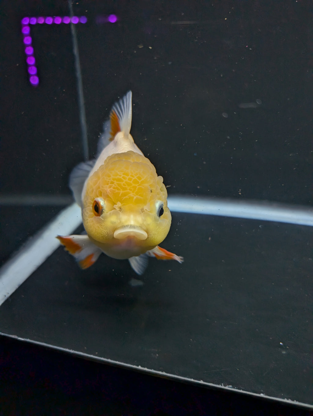 Jumbo Oranda Yuan Bao / Shogun Lemon Head Red White   4.5"-5"in. ID#1016YB13A-011