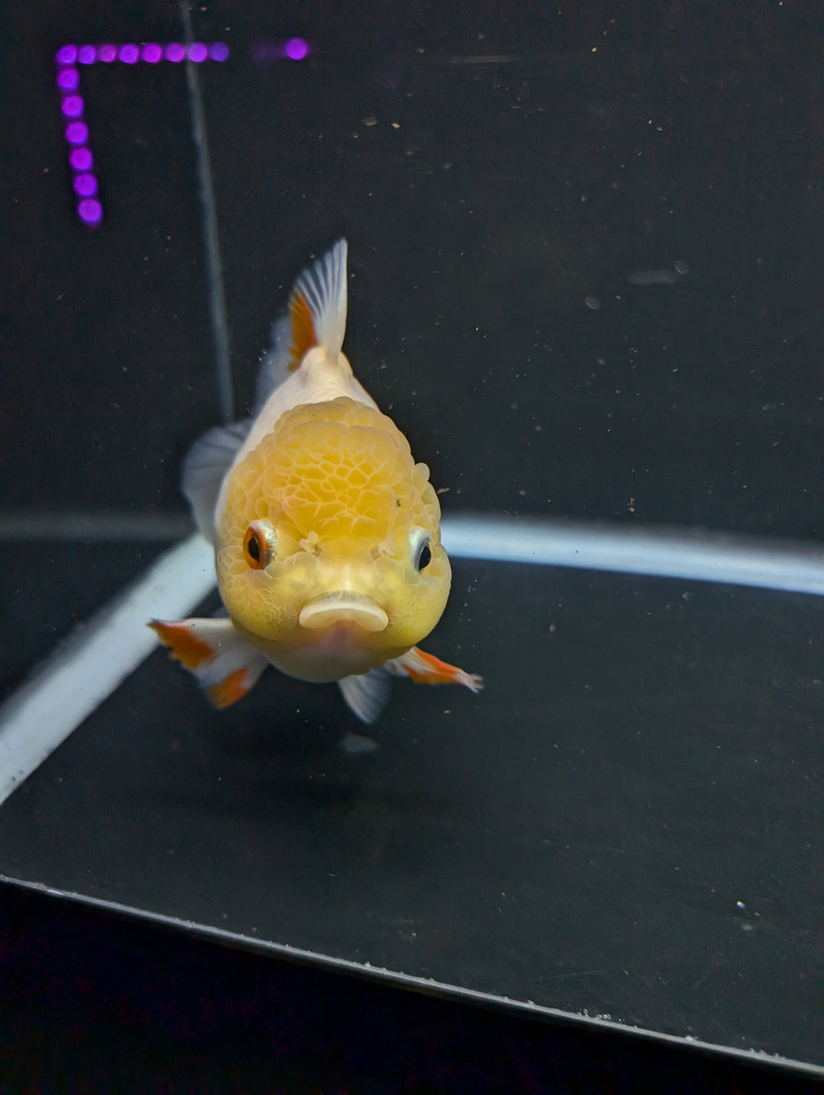 Jumbo Oranda Yuan Bao / Shogun Lemon Head Red White   4.5"-5"in. ID#1016YB13A-011