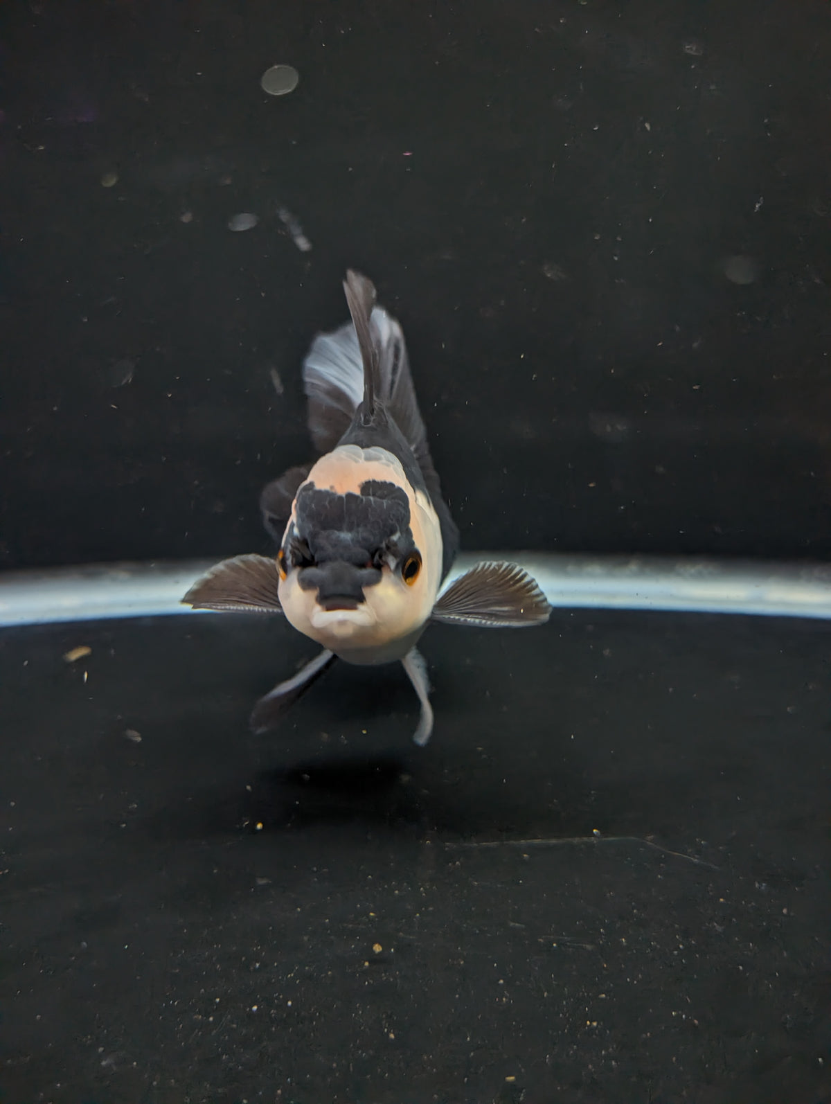 Thai Oranda Panda 4"-4.5"in.  ID#1016T1A-005