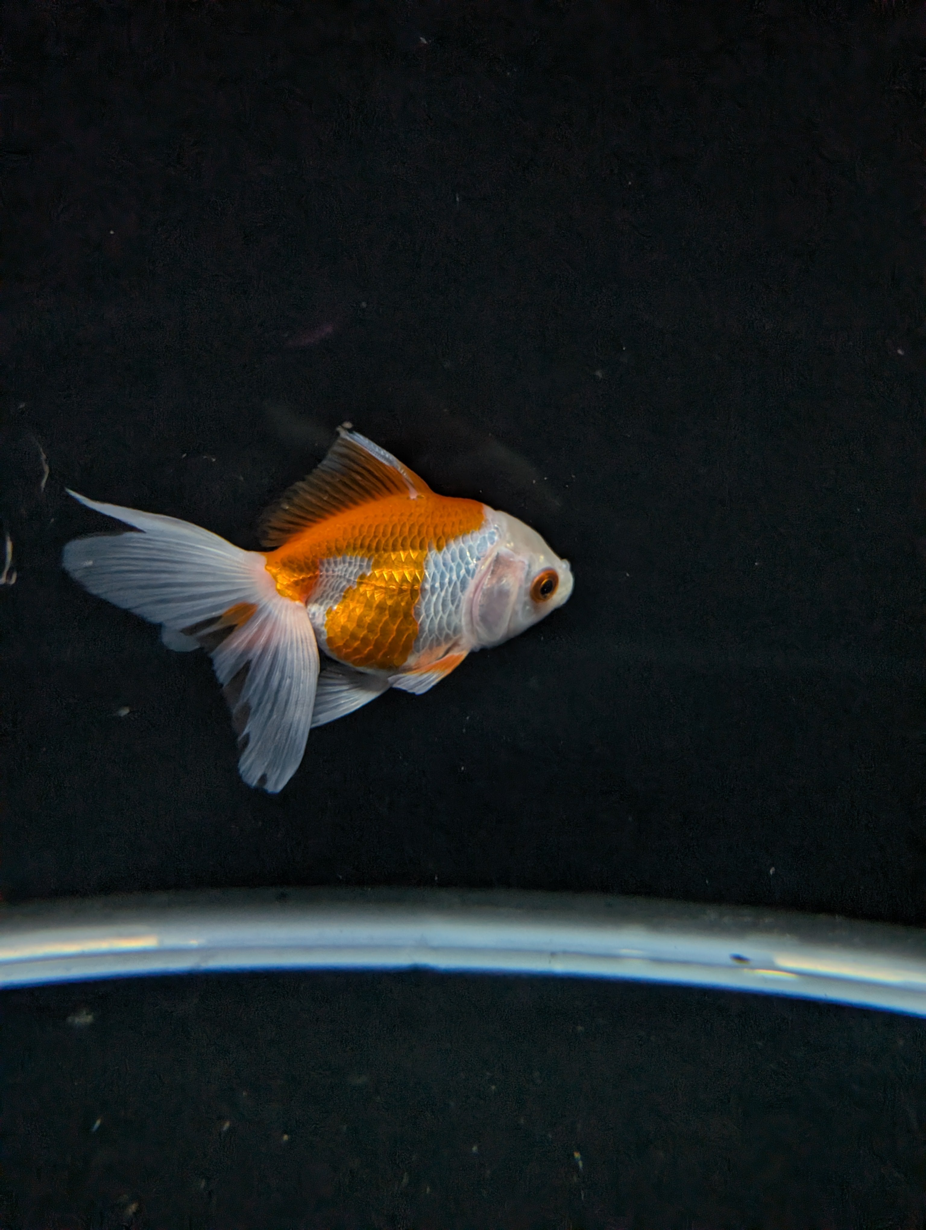 Juvenile Oranda  Red White 3"-3.5"in.  ID#619T1A-007