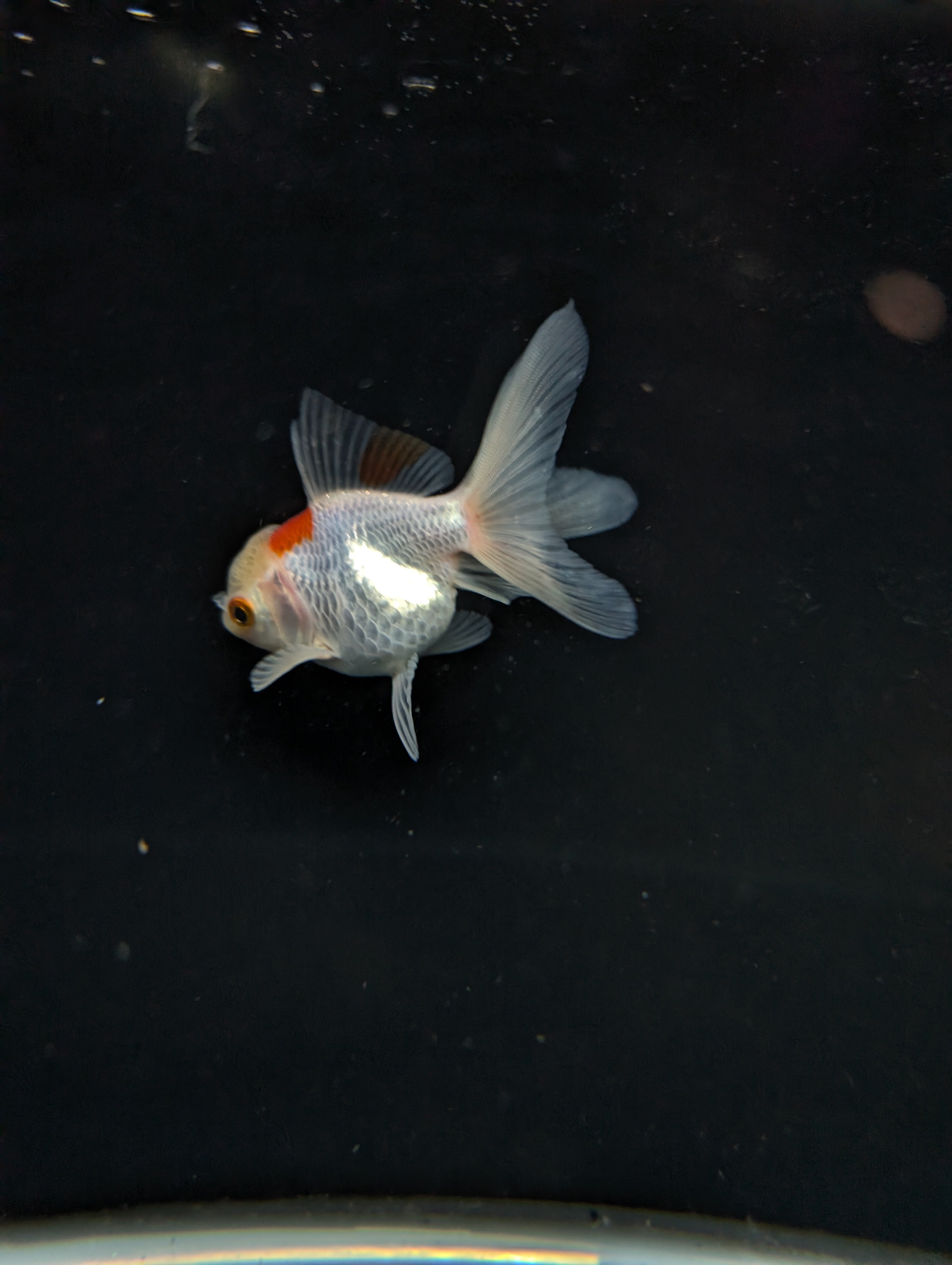 Juvenile Oranda  Red White 3"-3.5"in.  ID#619T1A-006