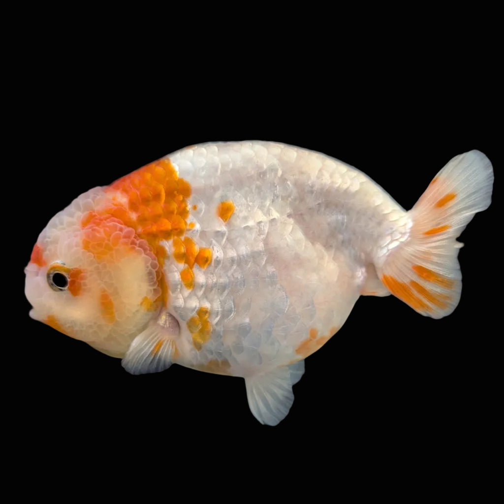 Jumbo Ranchu Sakura 4.5"-5" in. ID#1009R8A-052