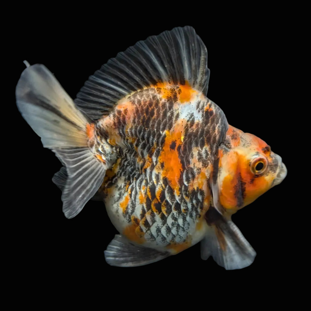 Jumbo Ryukin Short Tail Kirin Calico 4"-4.5" in. ID#3204B-001
