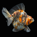 Jumbo Ryukin Short Tail Kirin Calico 4"-4.5" in. ID#3204B-001