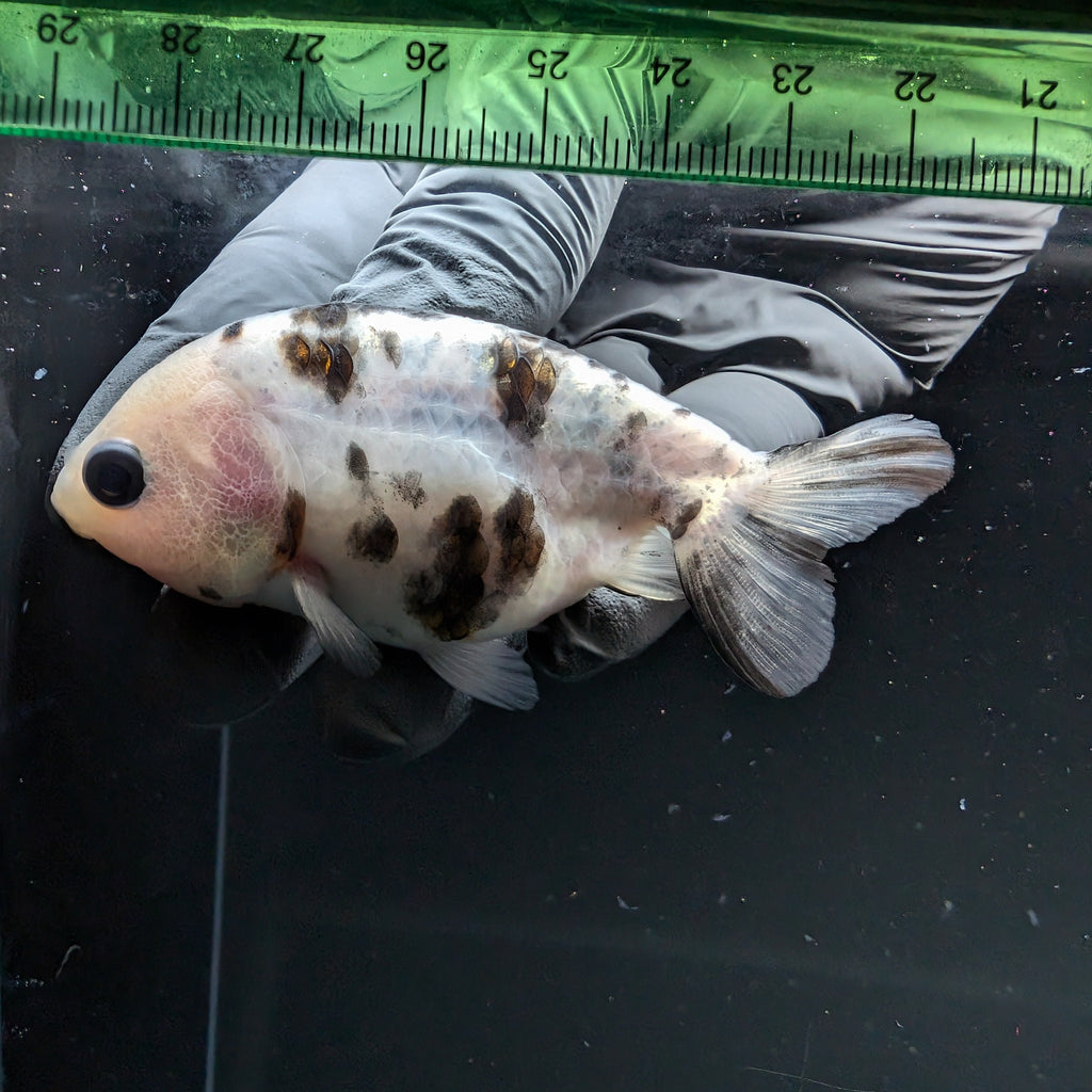 Ranchu Calico 2.5"-3" in. ID#724R4A-029