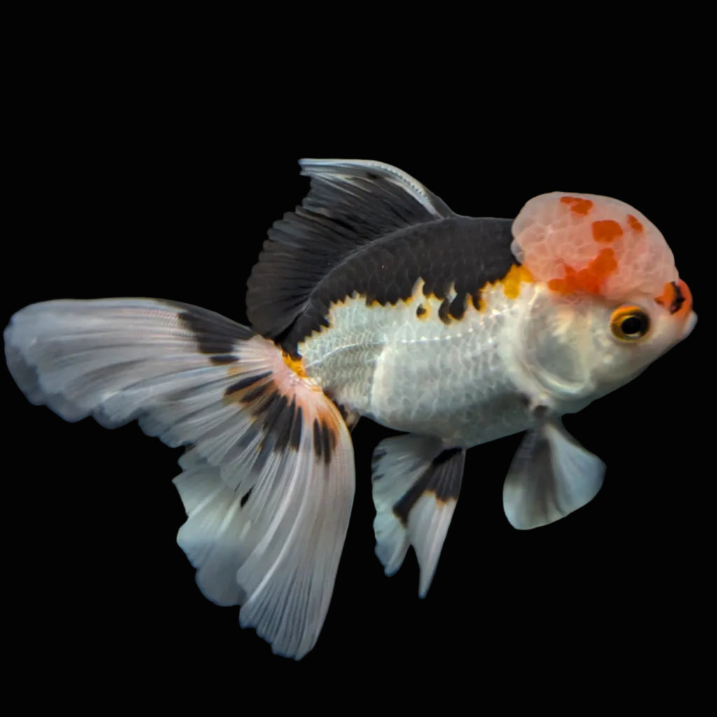 Thai Oranda Tricolor  4.5"-5"  ID#718T5B-003