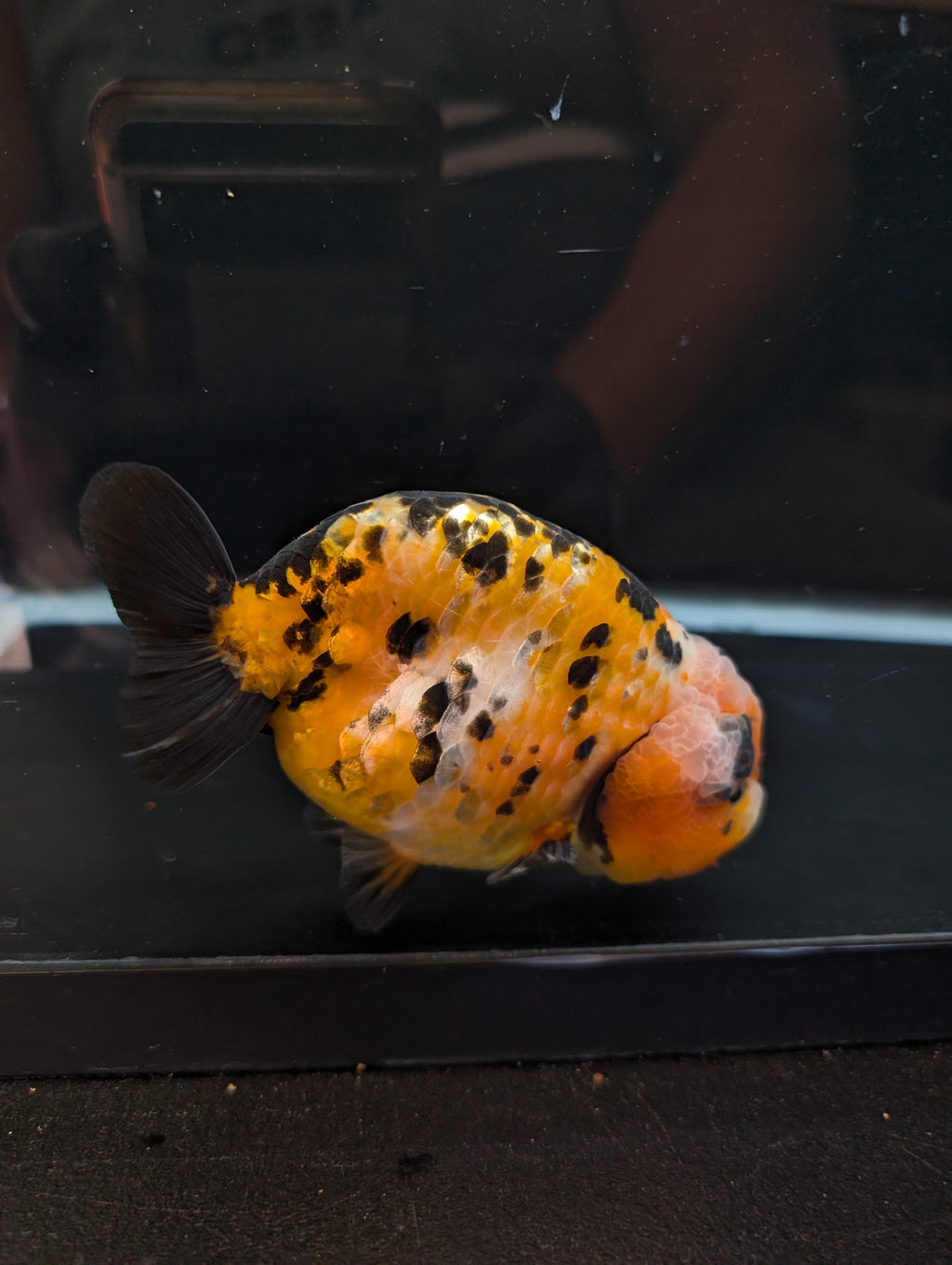 Jumbo Ranchu Calico 4.5"-5" in. ID#821R8A-033