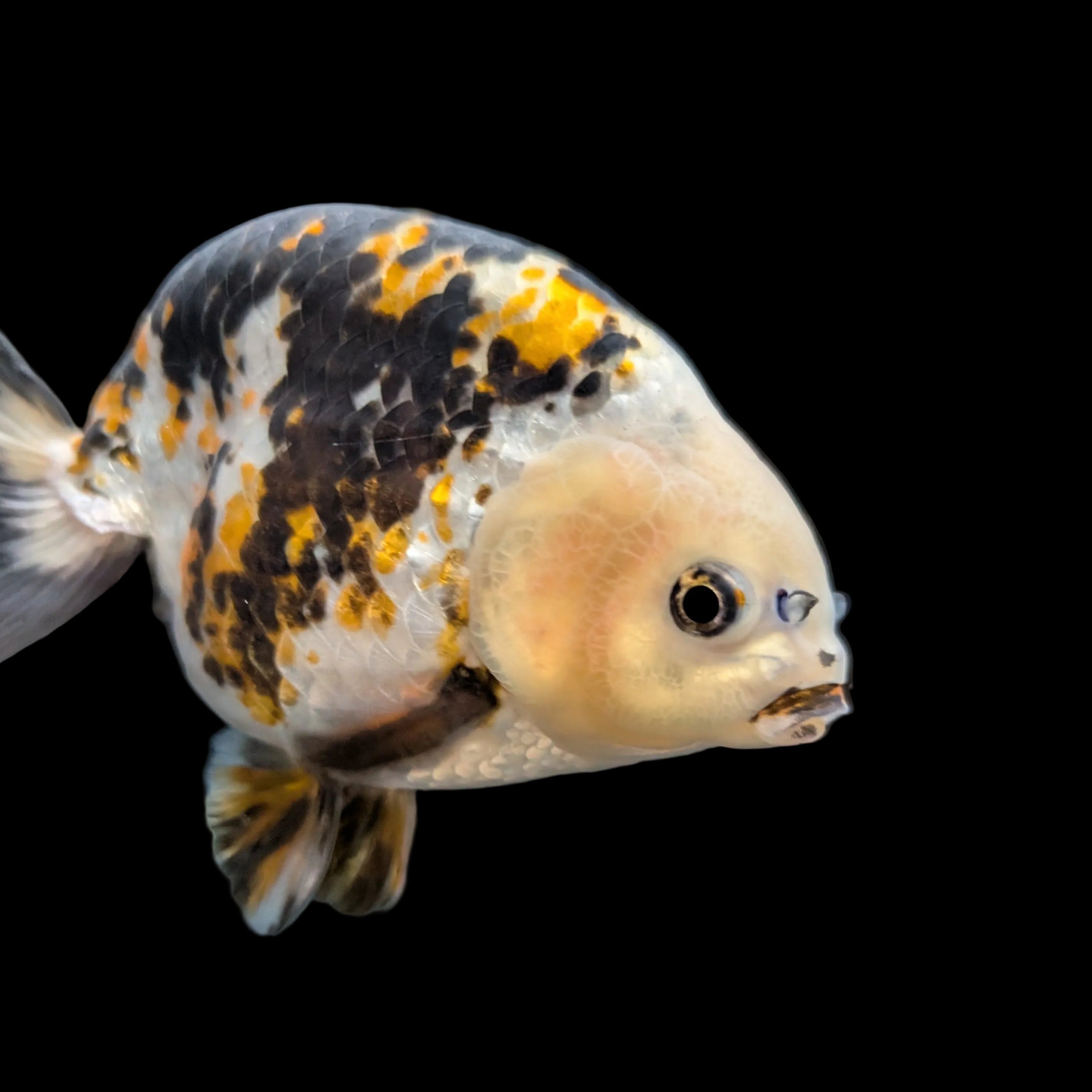 Jumbo Ranchu  AA Grade *Special Color Calico 5"-5.5" in. ID#116R4B-02