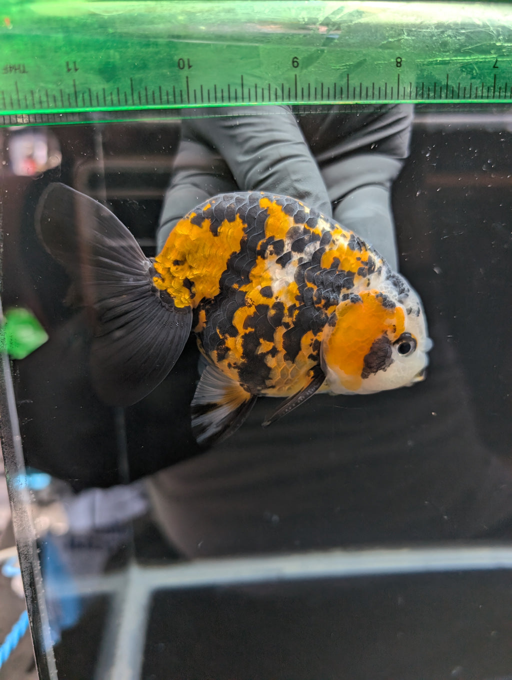 Thai Jumbo Ranchu *Special Color Tiger Calico 4"-4.5" in. ID#807R9A-001 Please See Notes.