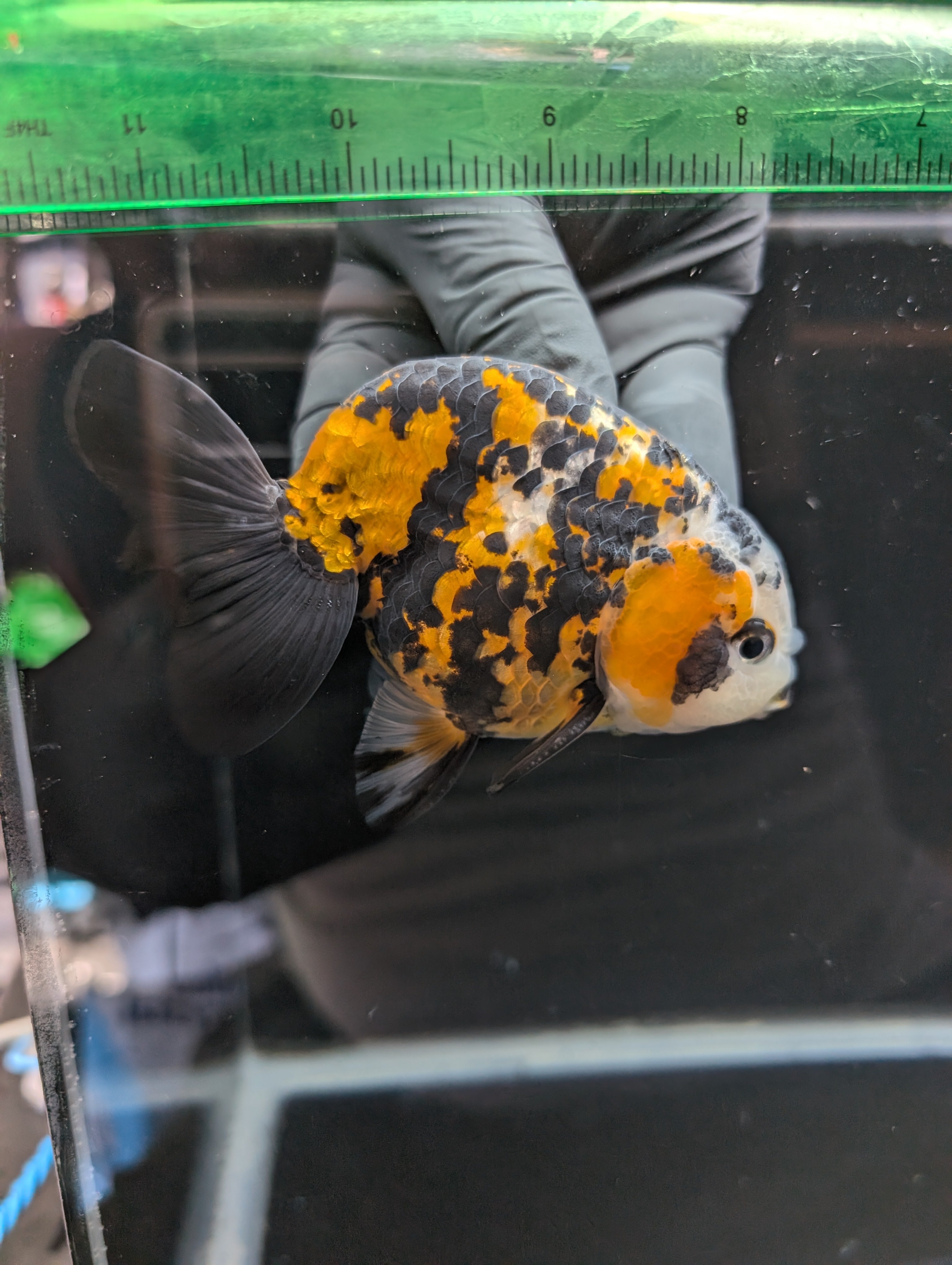 Thai Jumbo Ranchu *Special Color Tiger Calico 4"-4.5" in. ID#807R9A-001 Please See Notes.