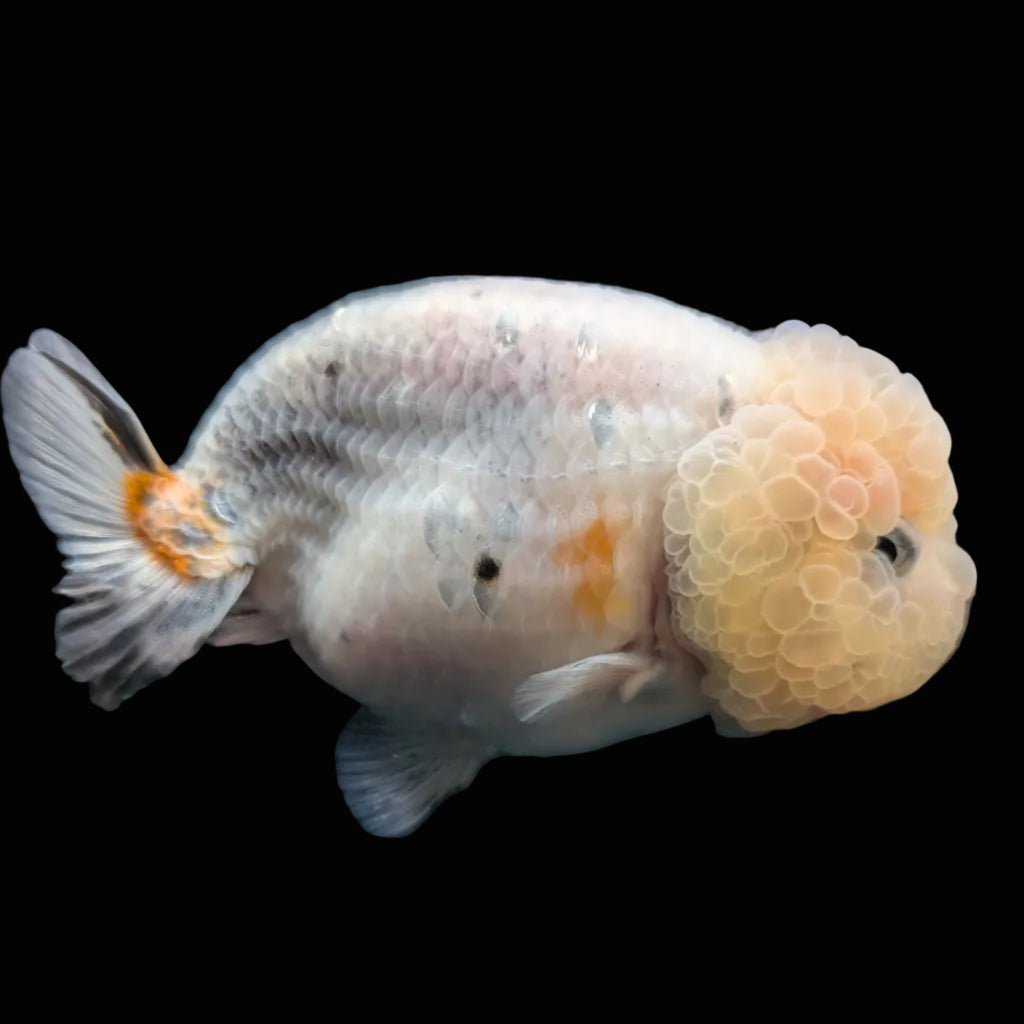 Jumbo Ranchu Calico 3.5"- 4" in. ID#710R8A-027