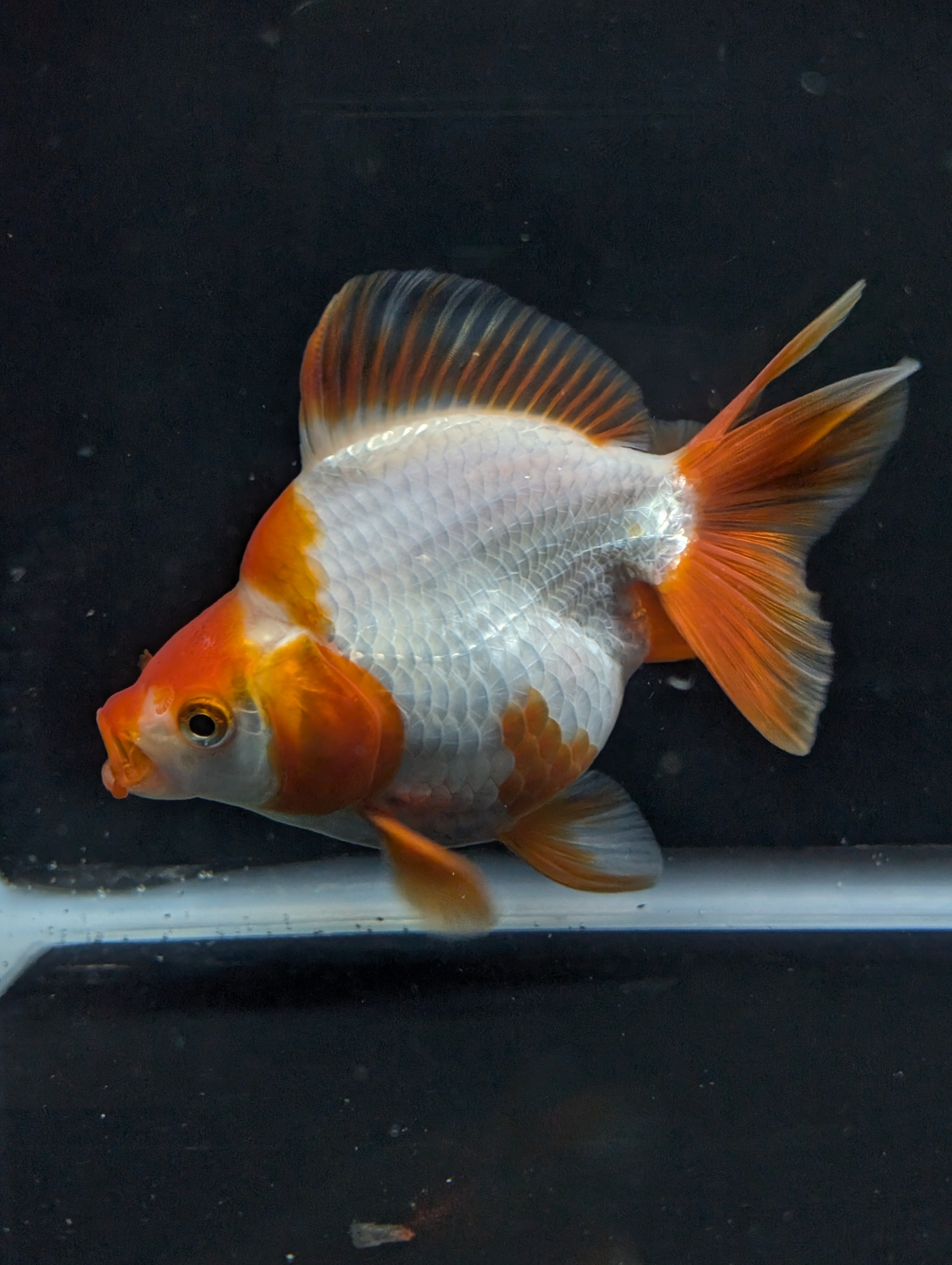 Jumbo Ryukin Short Tail Red White 4.5" in. ID#828STR5B-001