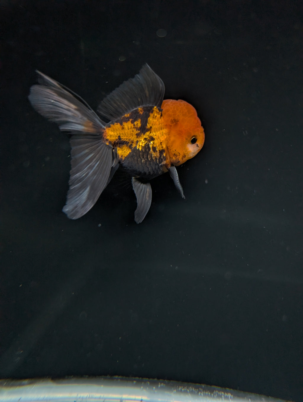 Thai Oranda Tricolor 4"-4.5"in.  ID#1023T1A-027