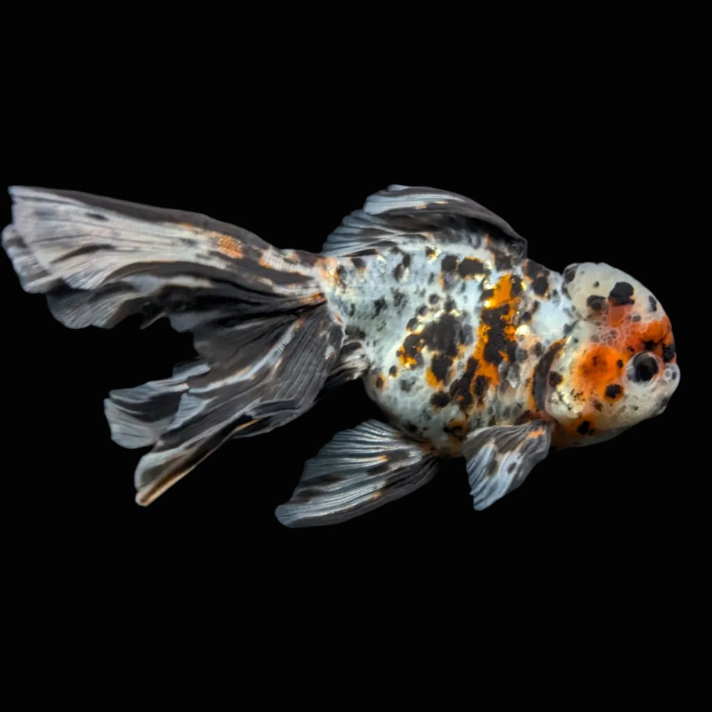 Calico Oranda 5"in. ID#821LB2A-63