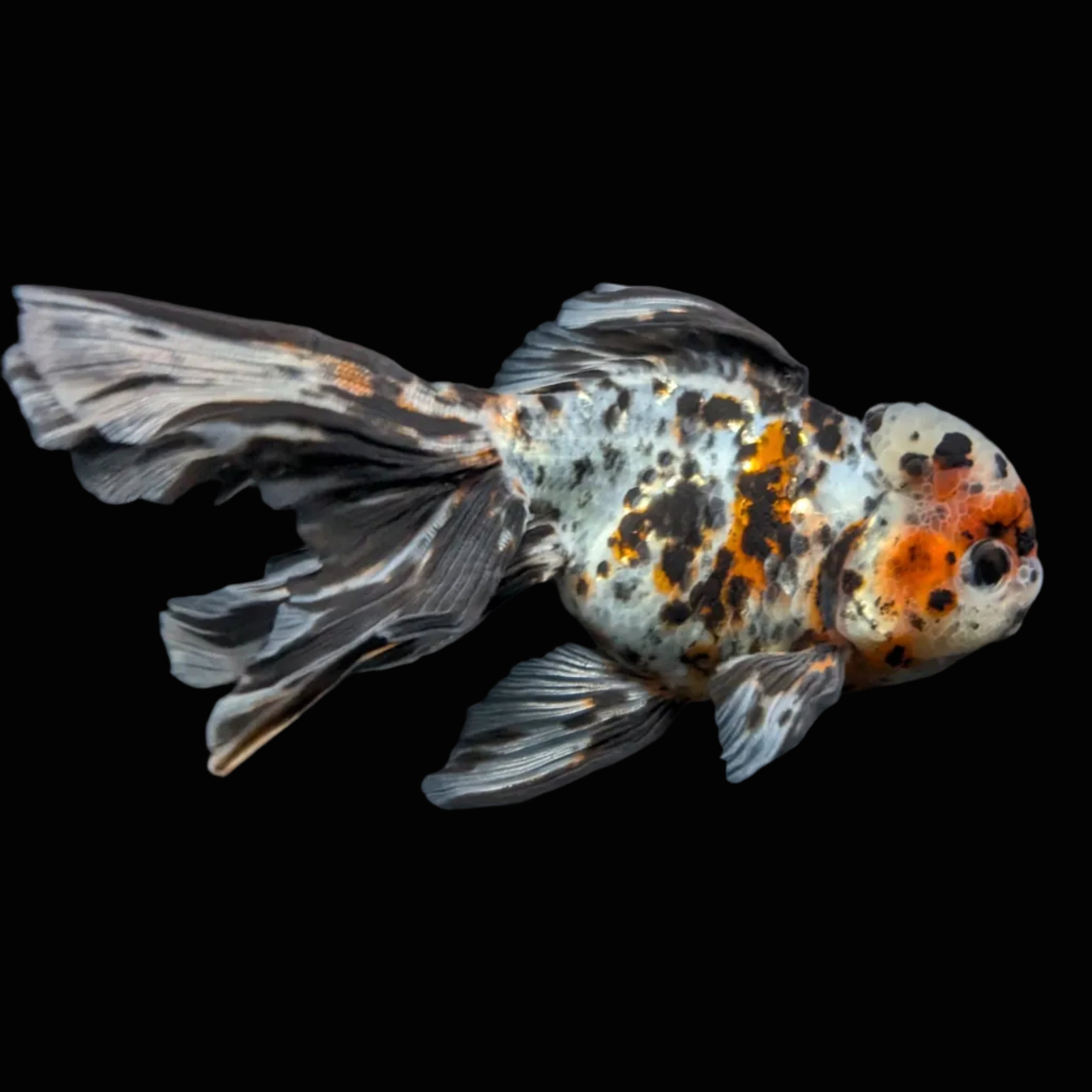 Calico Oranda 5"in. ID#821LB2A-63