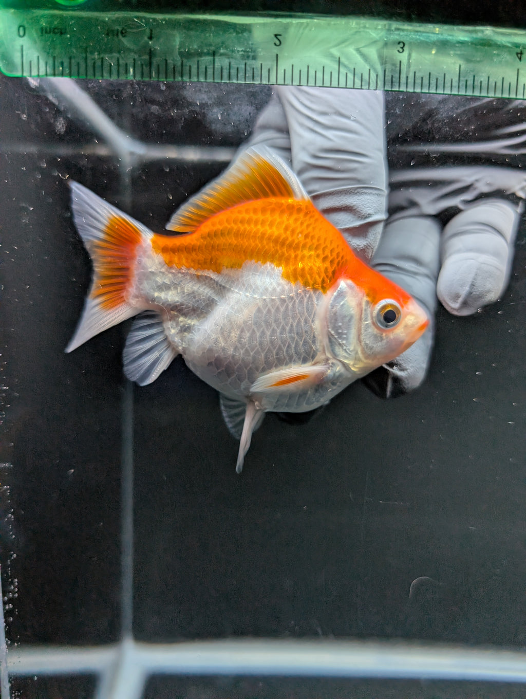 Tamasaba Red White 3"-3.5" in. ID#1009TM1B-006
